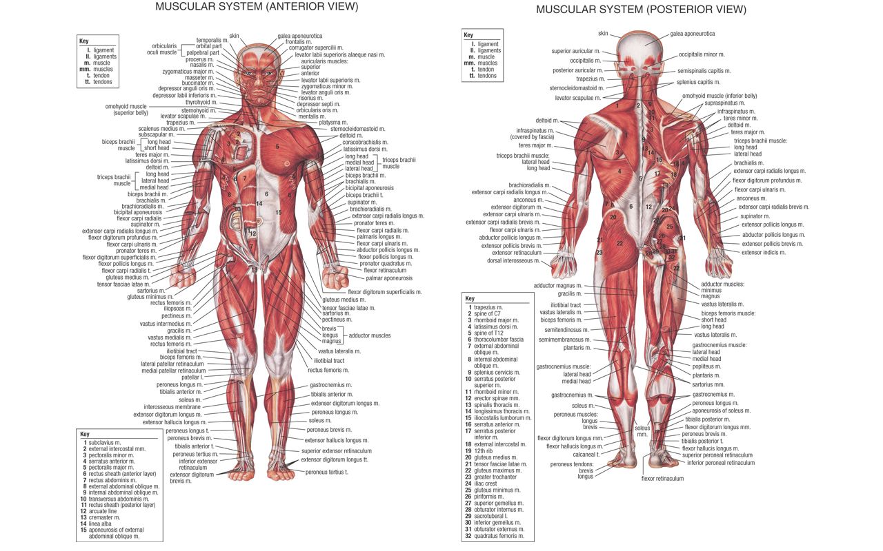 Anatomy And Physiology Wallpapers