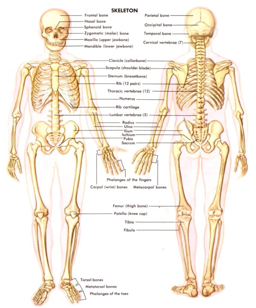 Anatomy And Physiology Wallpapers