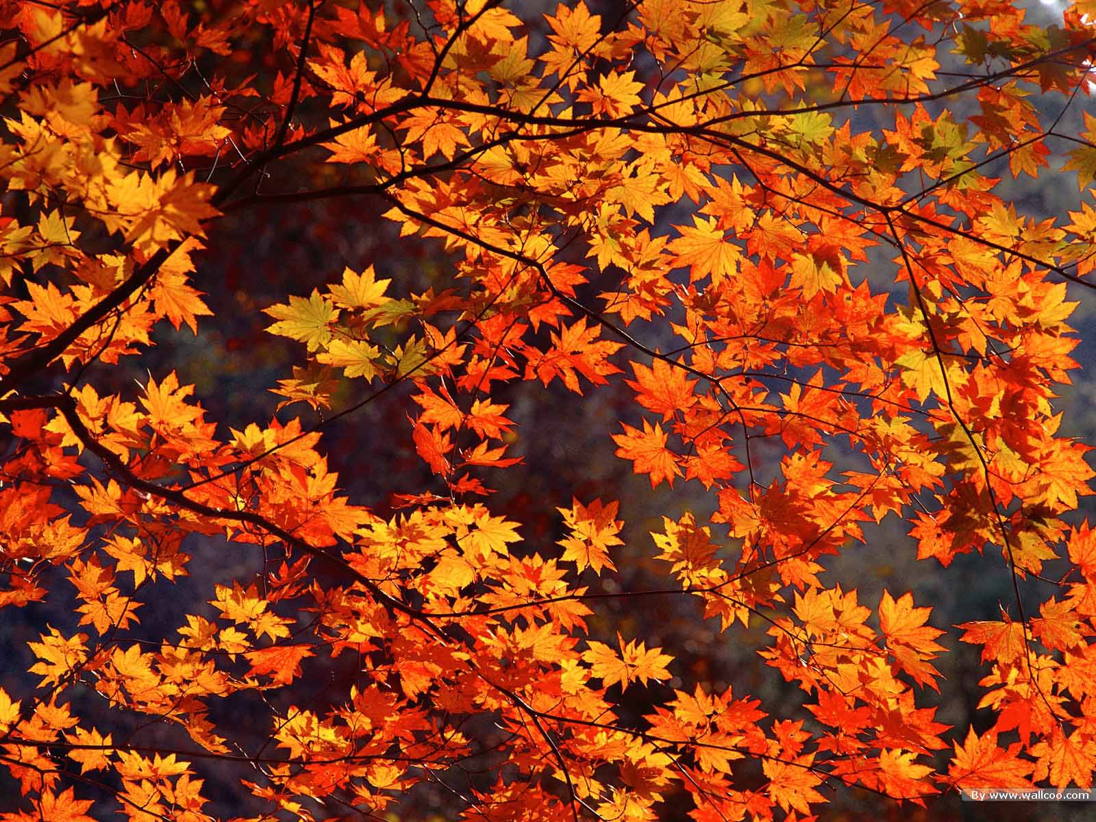Android Fall Wallpapers