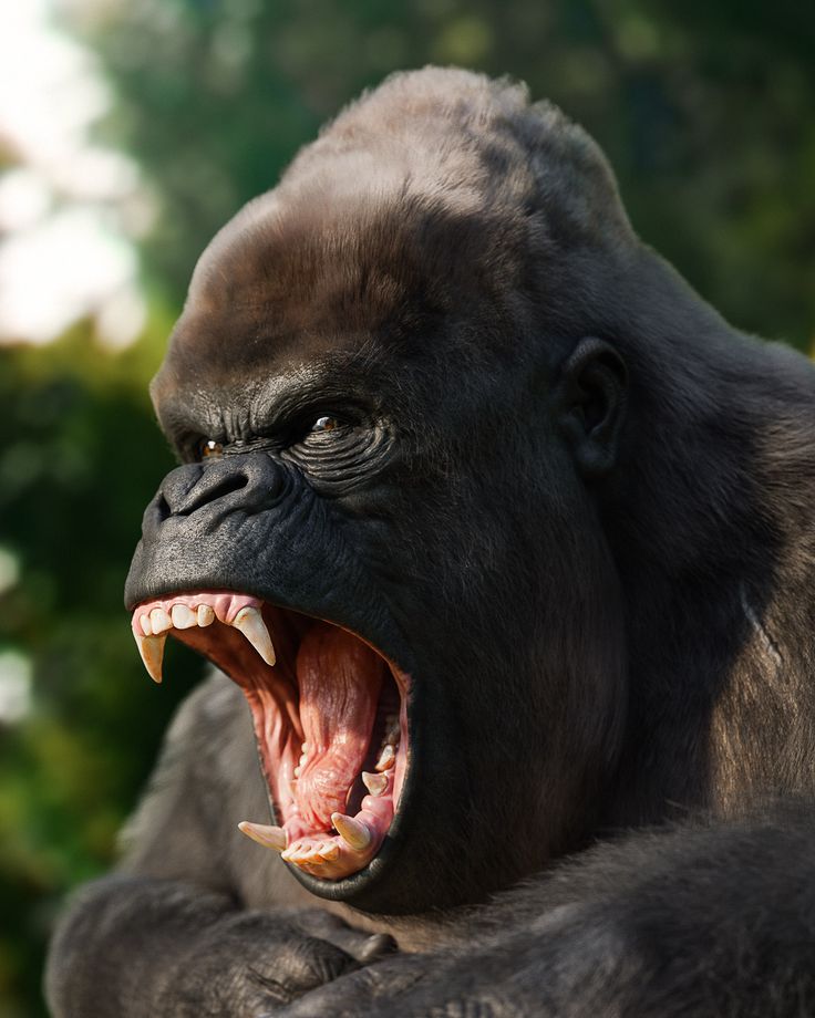 Angry Gorilla Wallpapers