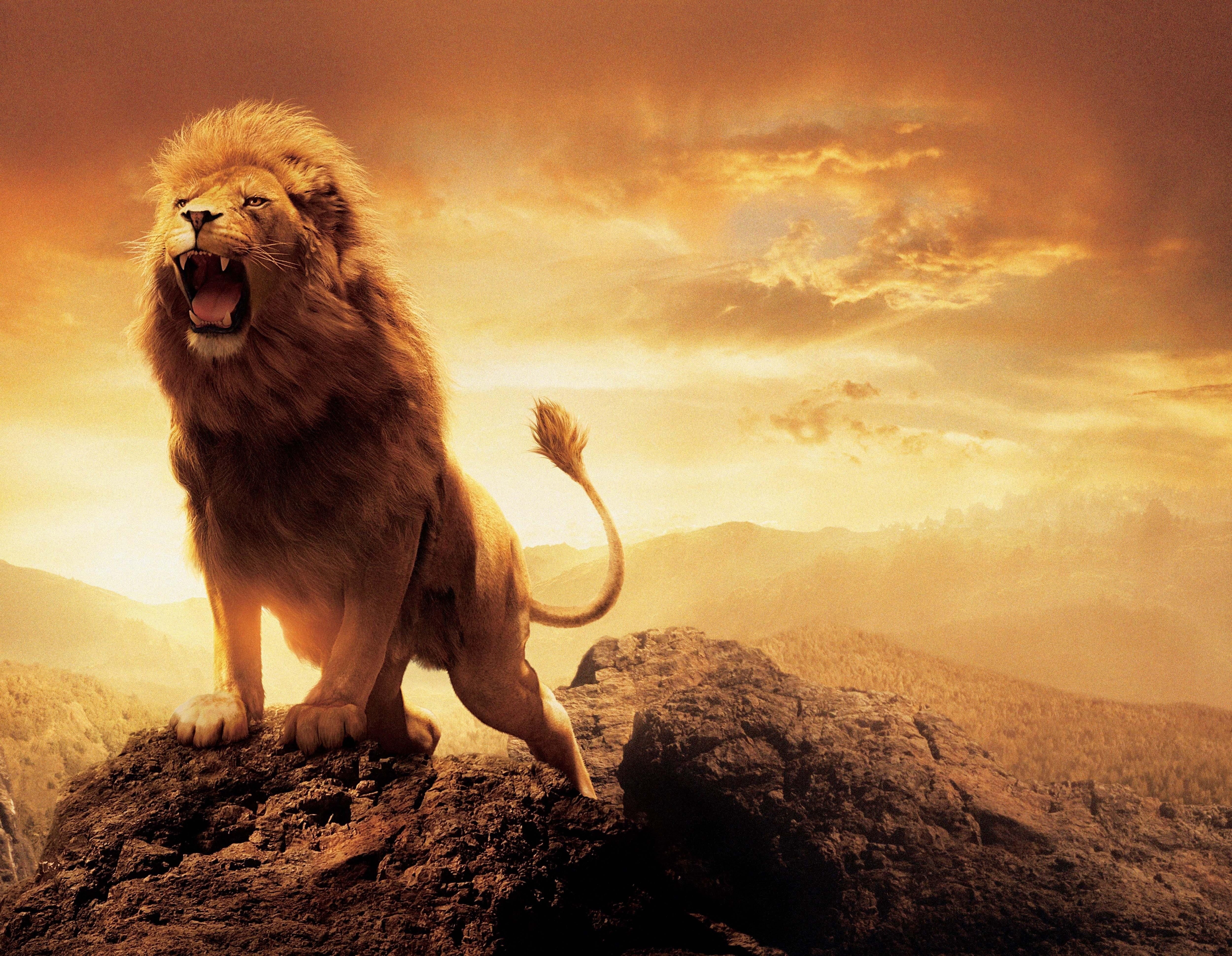 Angry Lion Art Wallpapers