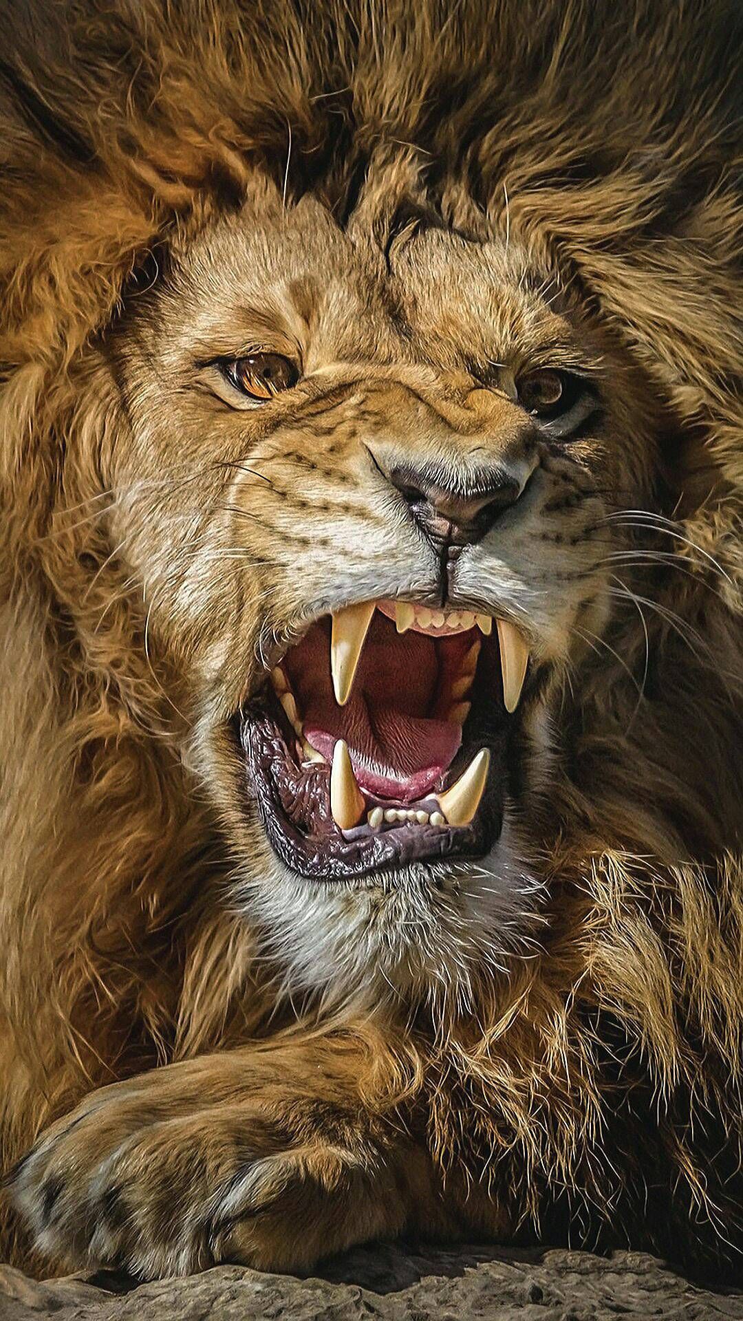 Angry Lion Wallpapers