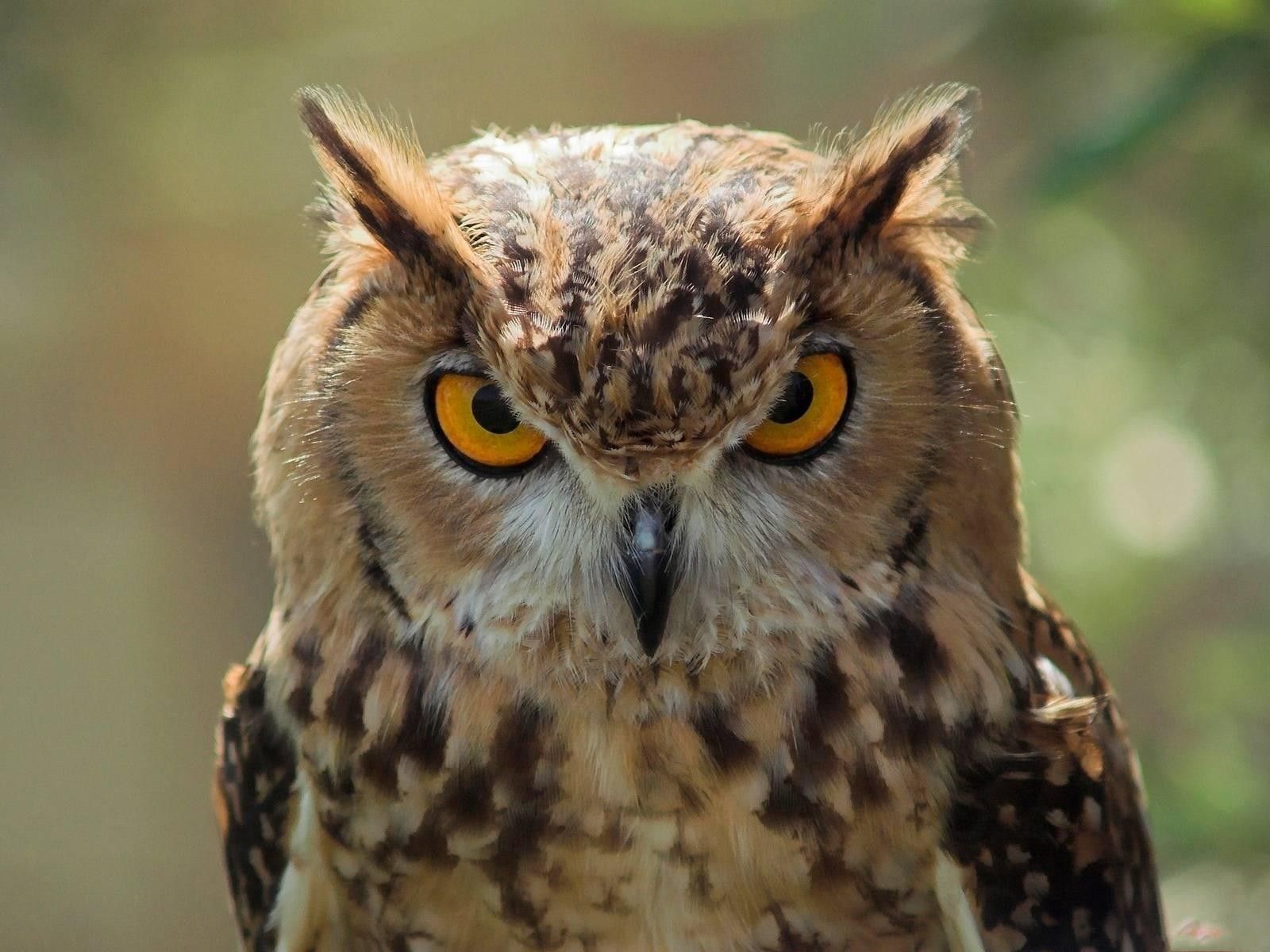 Angry Owl Face Wallpapers