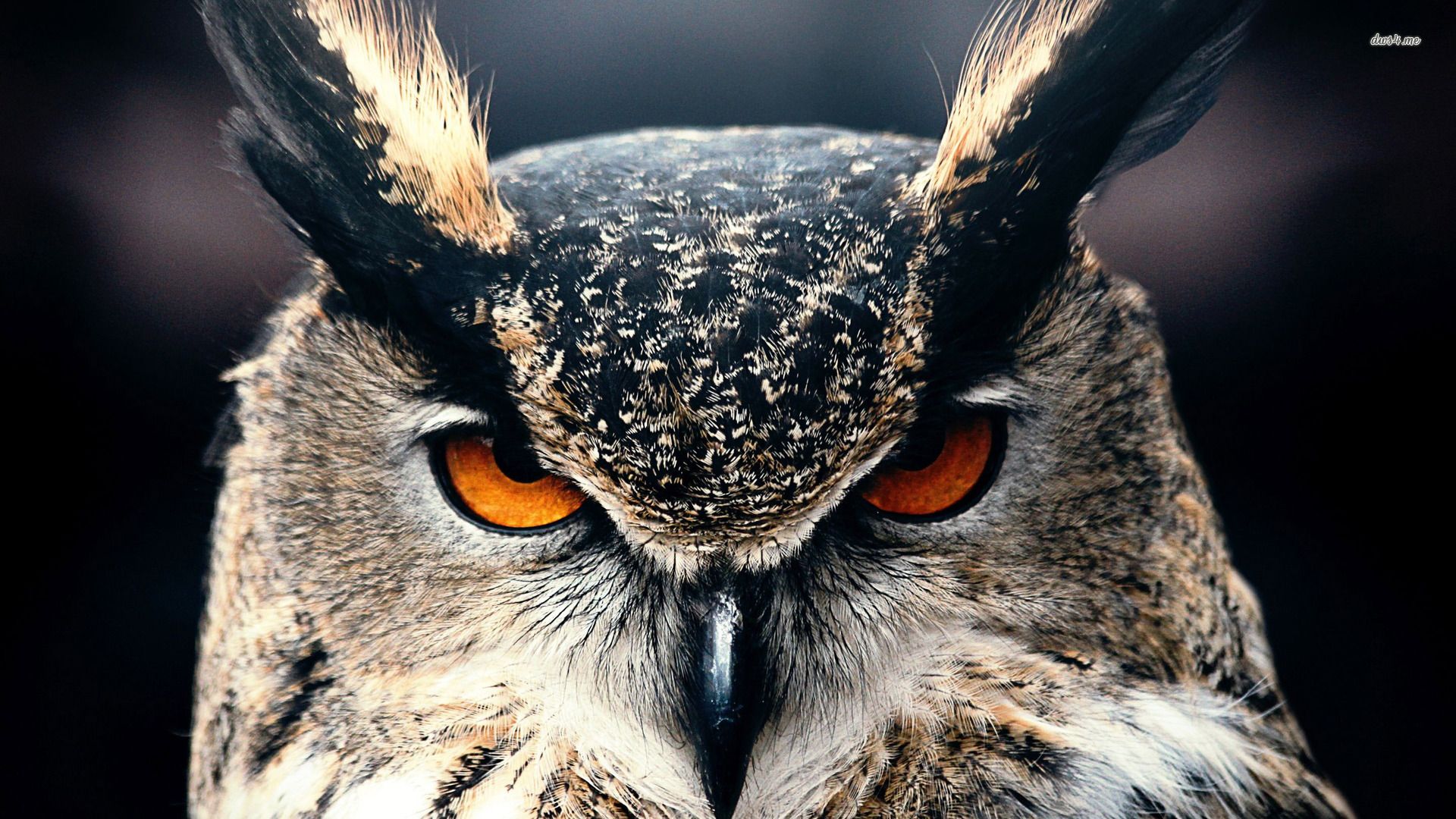 Angry Owl Face Wallpapers