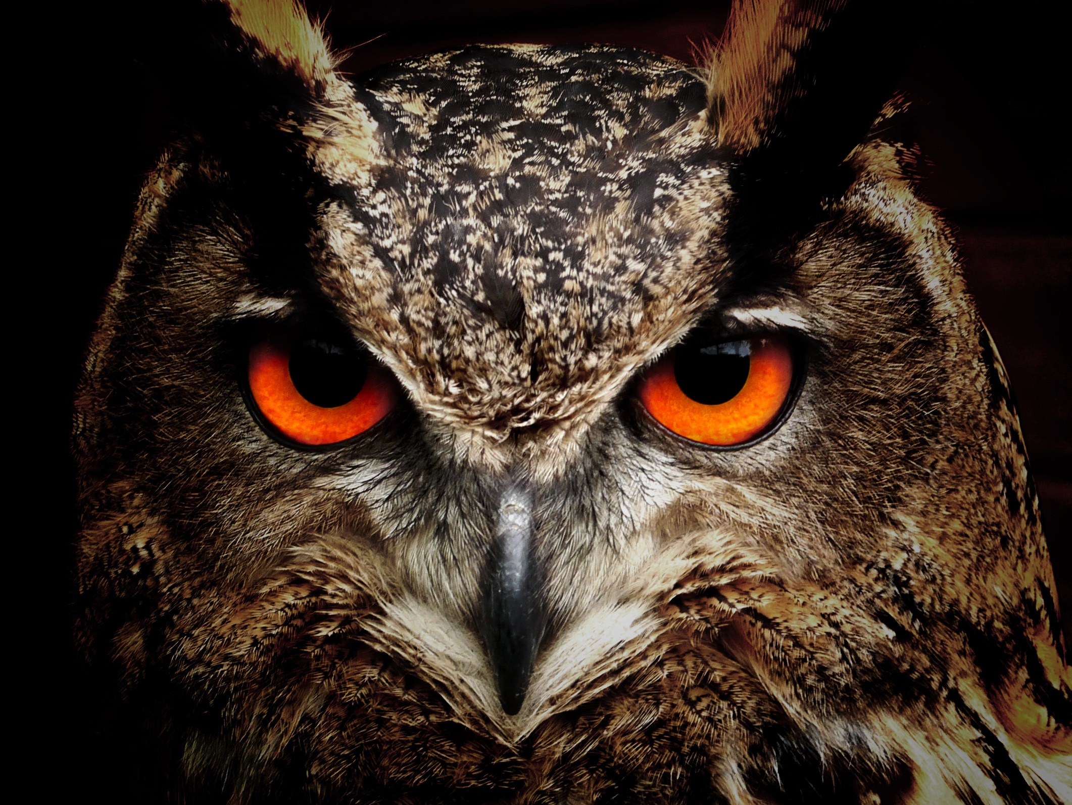 Angry Owl Face Wallpapers