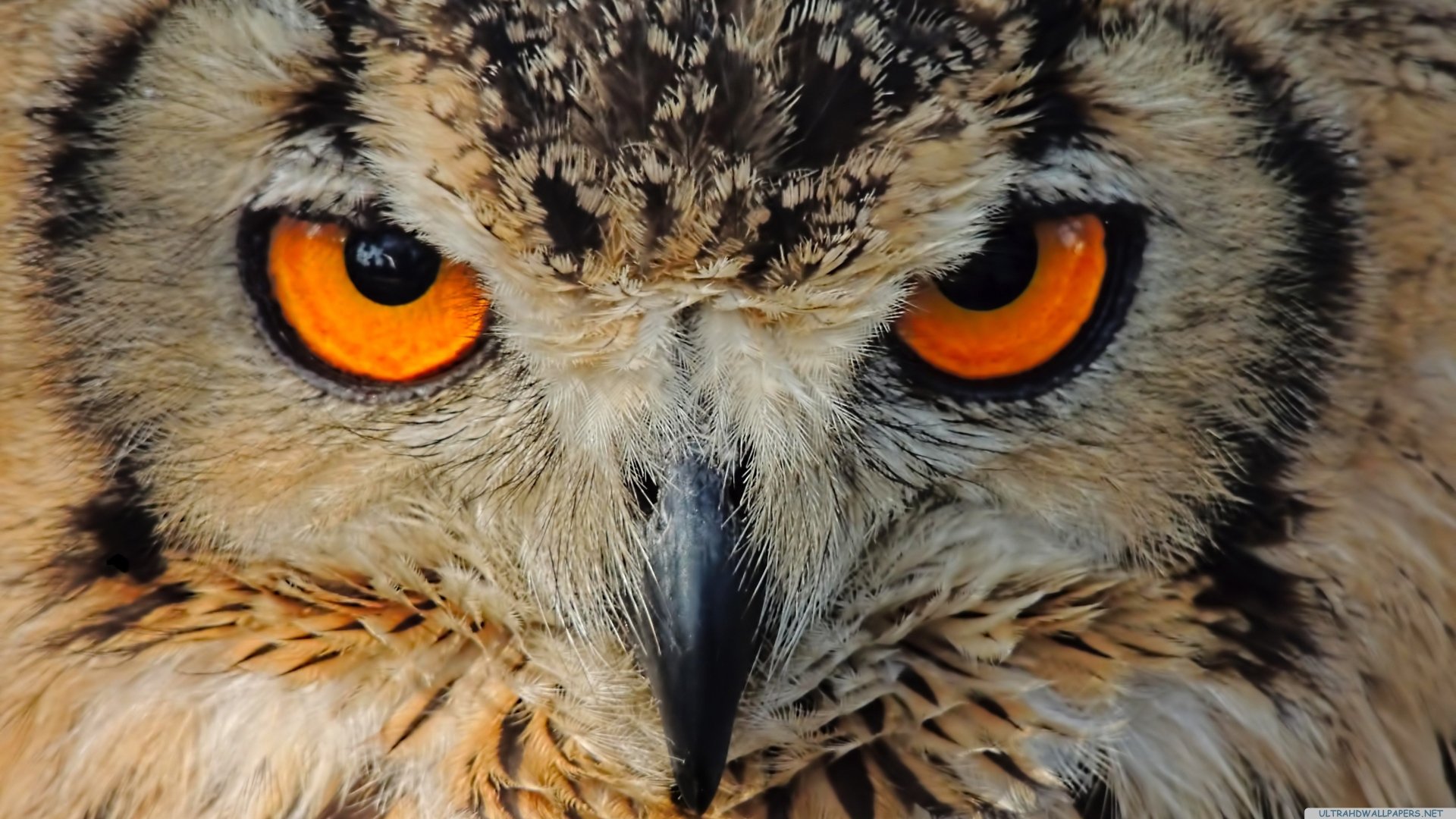 Angry Owl Face Wallpapers