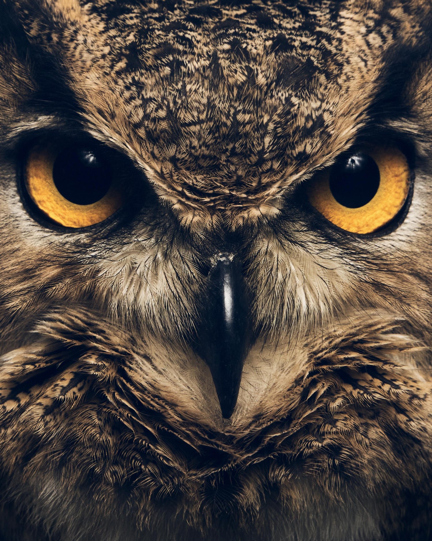 Angry Owl Face Wallpapers