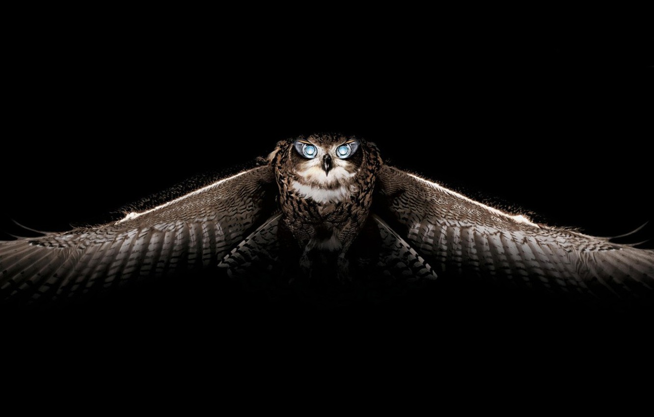 Angry Owl Face Wallpapers