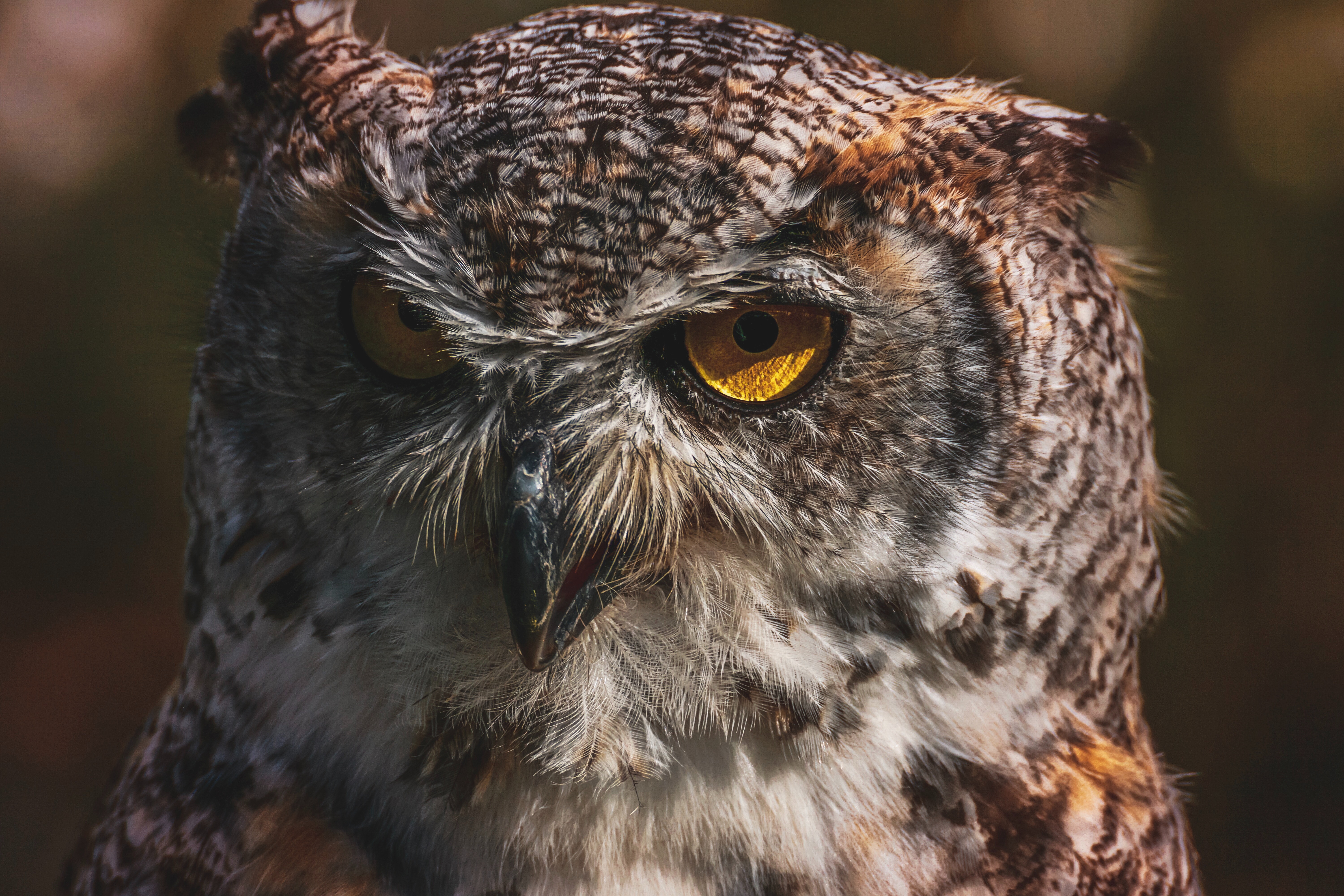 Angry Owl Face Wallpapers