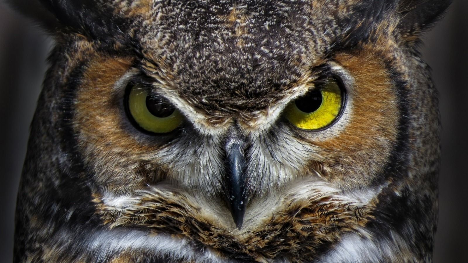 Angry Owl Face Wallpapers