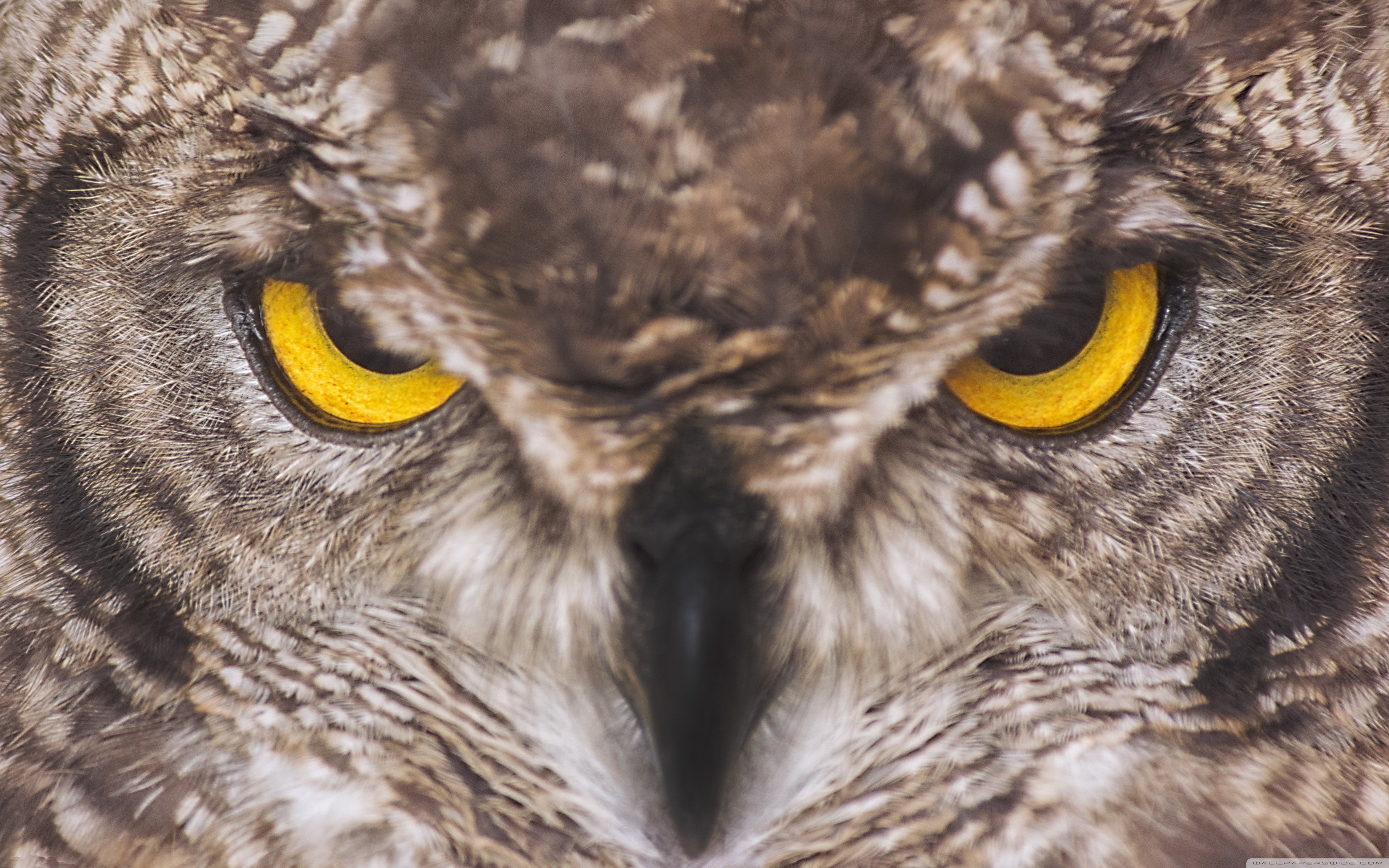 Angry Owl Face Wallpapers