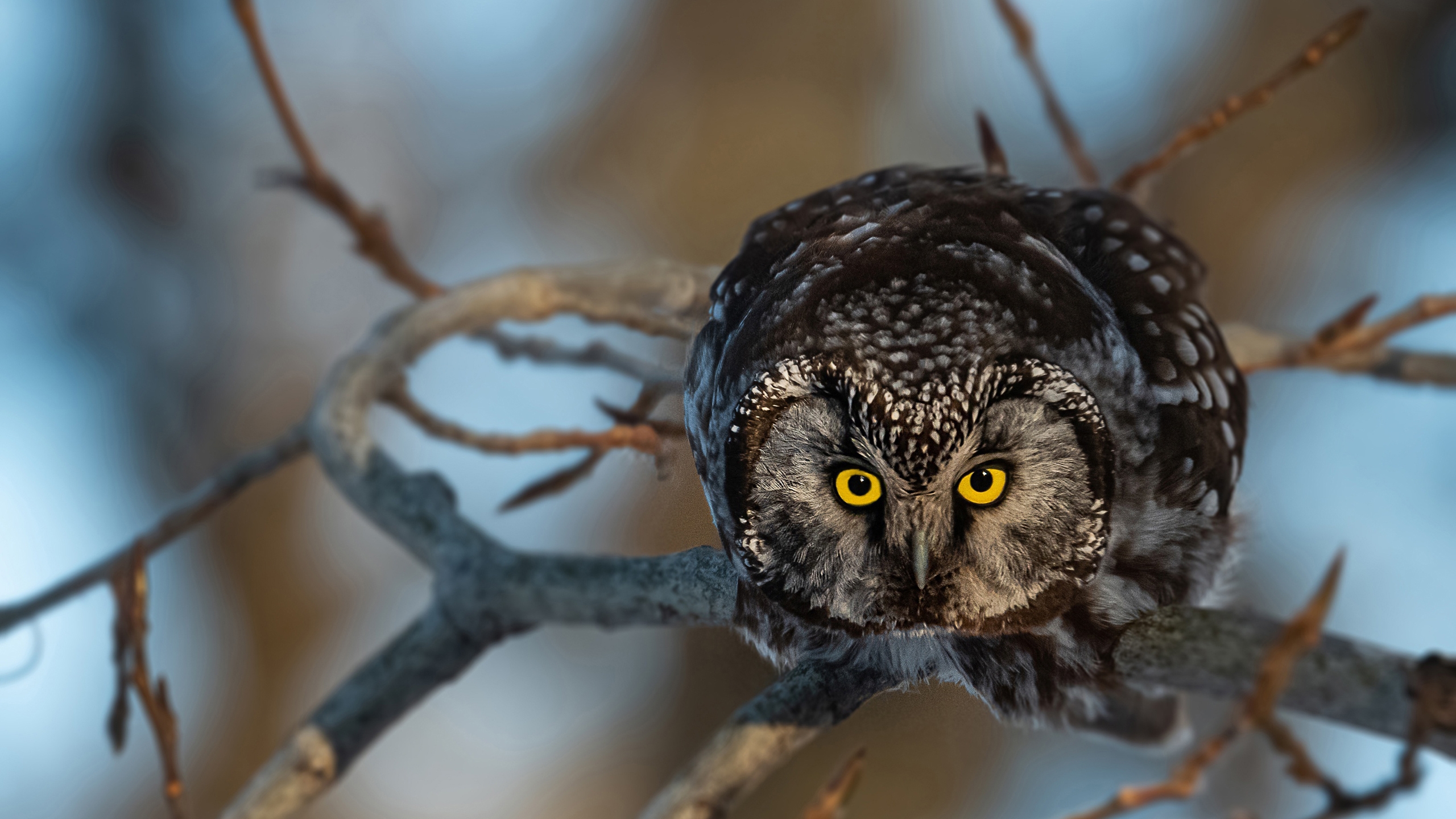 Angry Owl Face Wallpapers