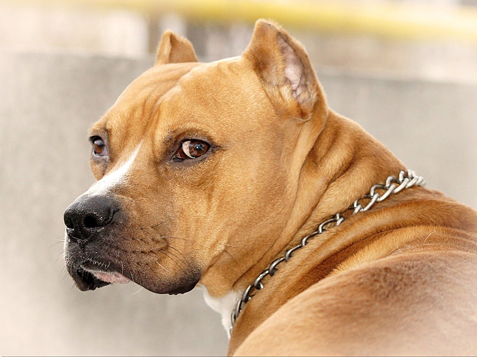 Angry Pitbull Dog Wallpapers