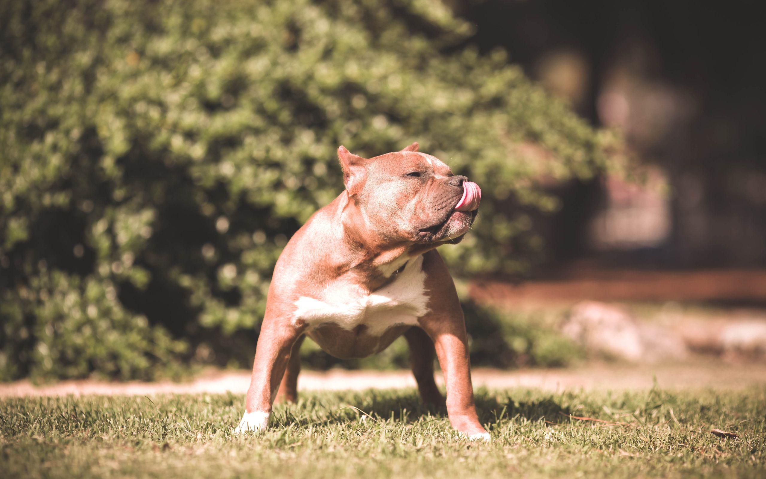 Angry Pitbull Dog Wallpapers