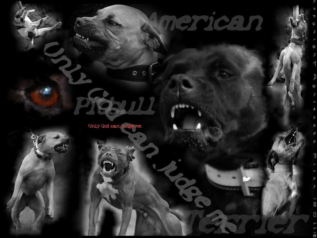 Angry Pitbull Dog Wallpapers