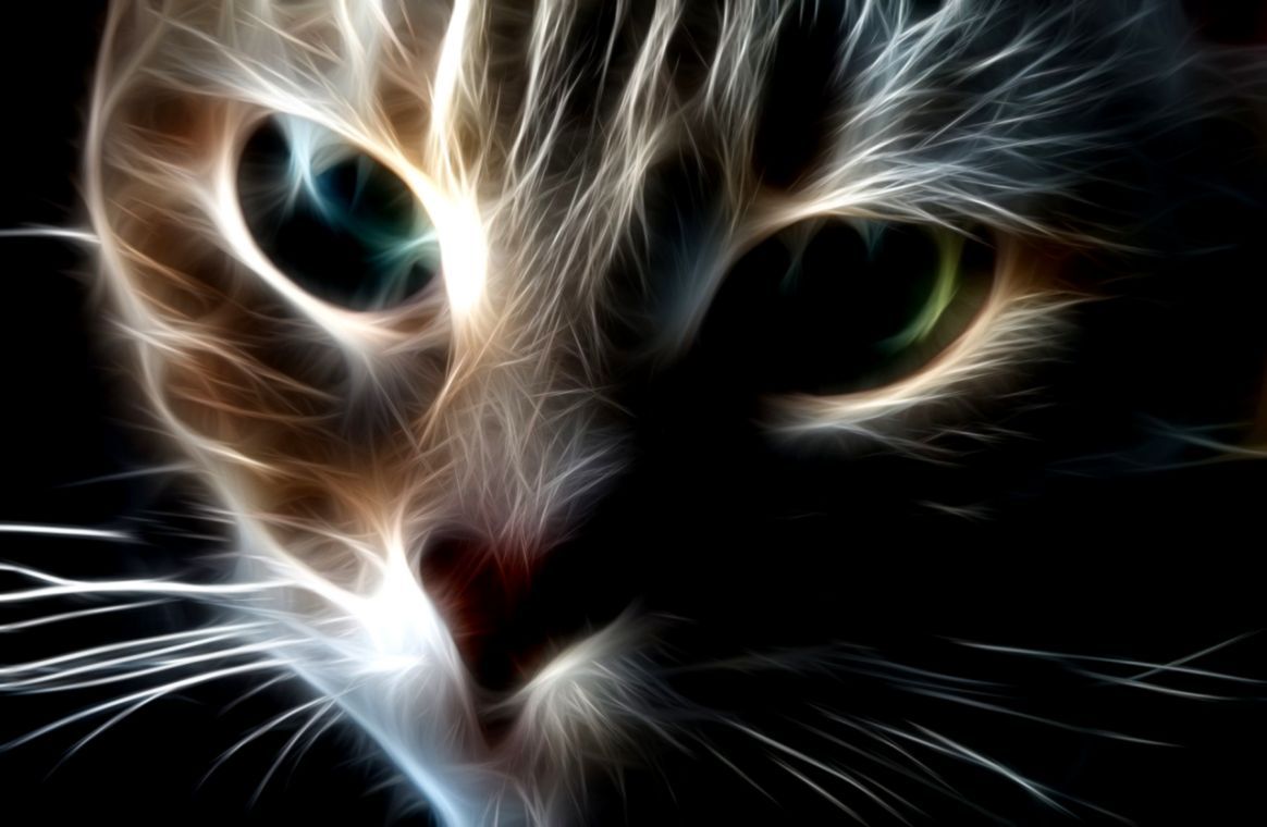 Animated Cats Wallpapers