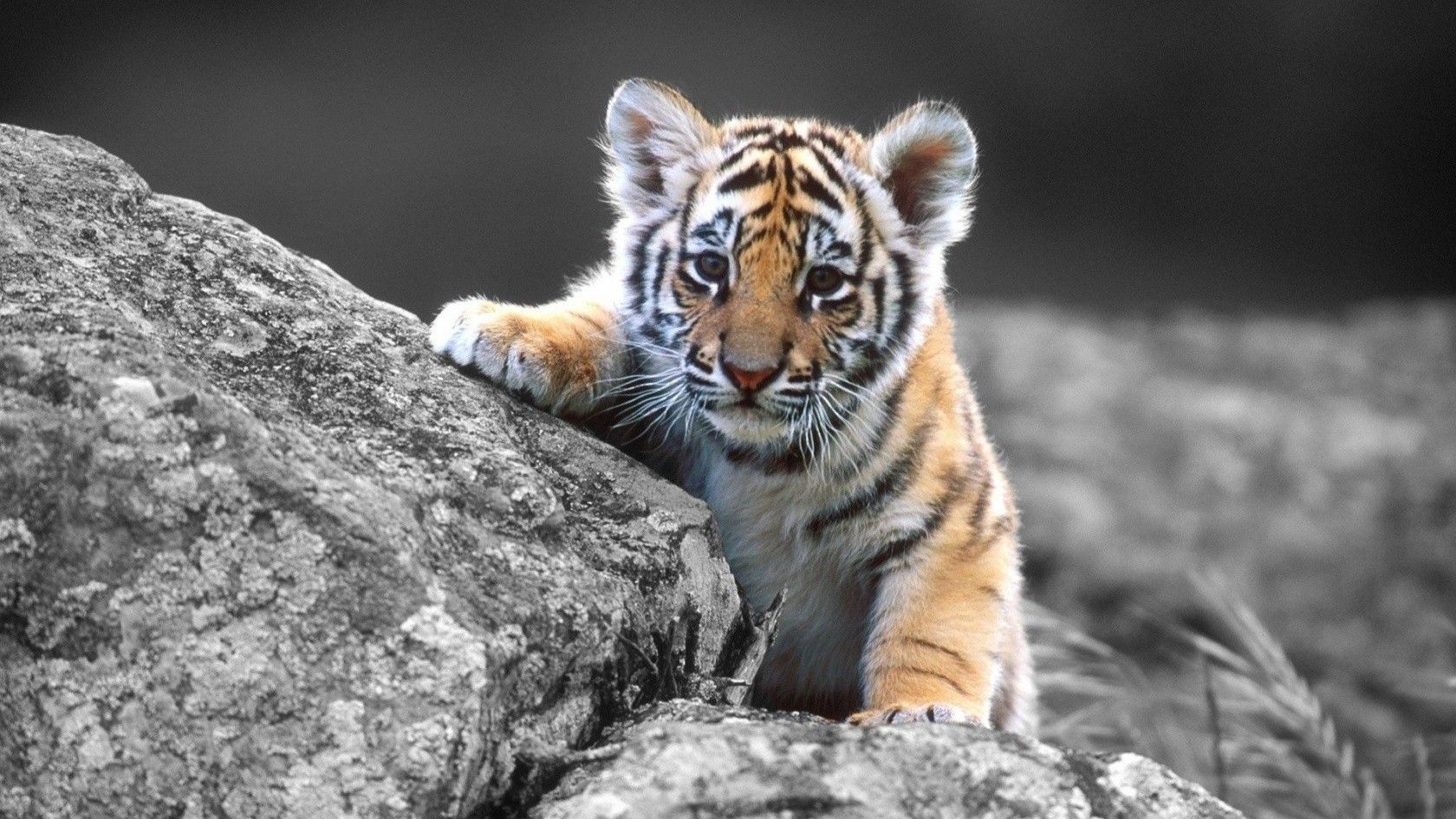 Animated Tiger Wallpapers