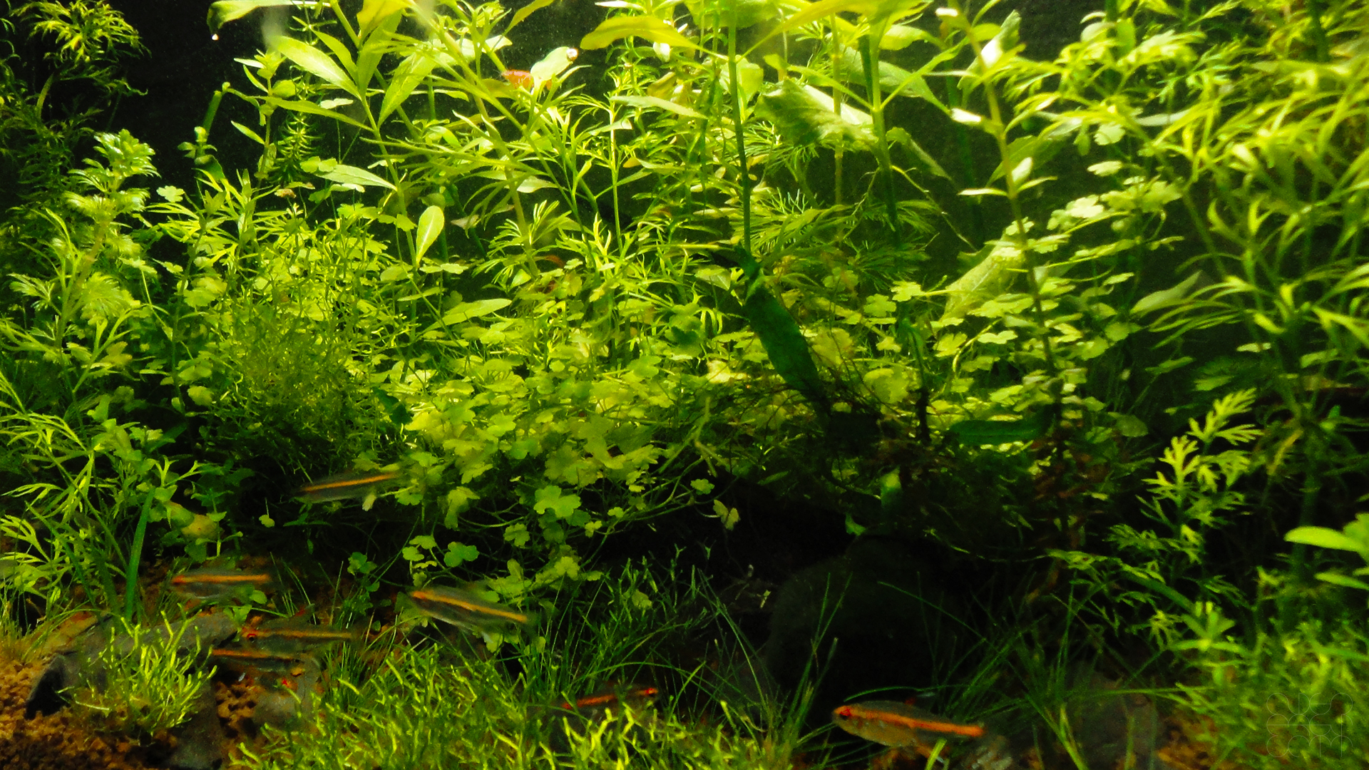 Aquascape Wallpapers