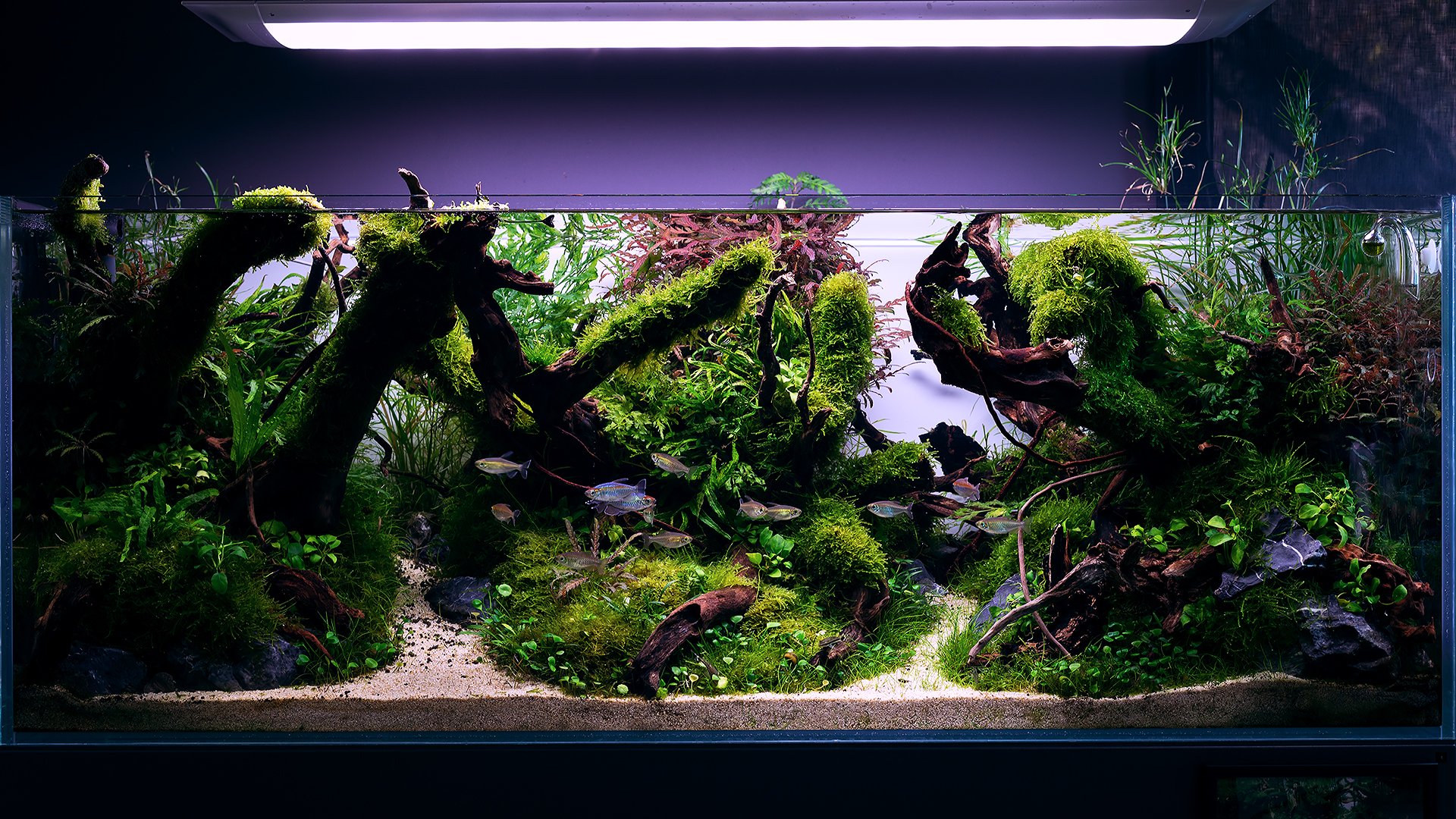 Aquascape Wallpapers