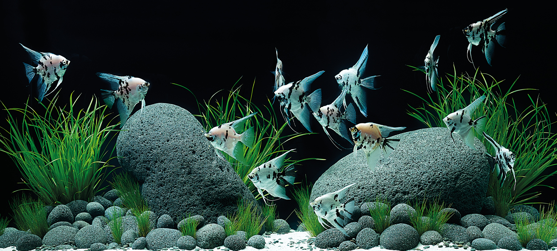 Aquascape Wallpapers