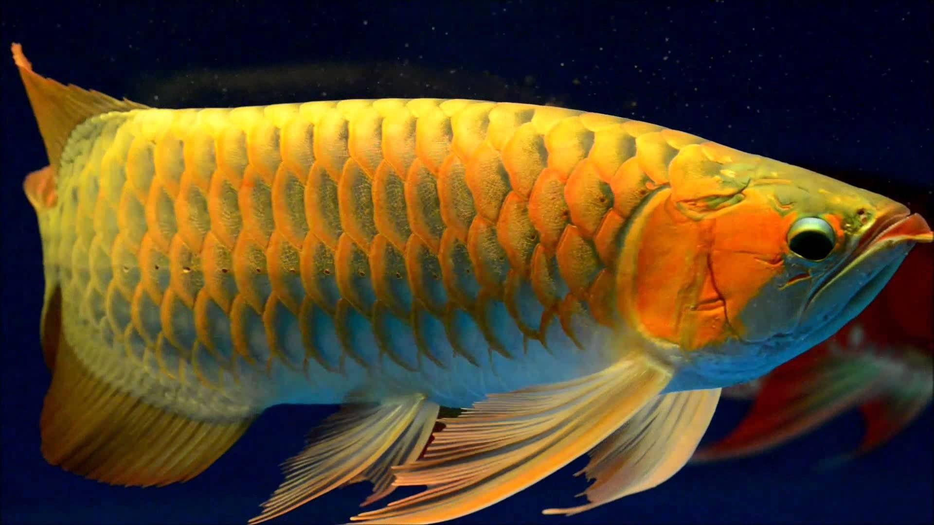 Arowana Wallpapers