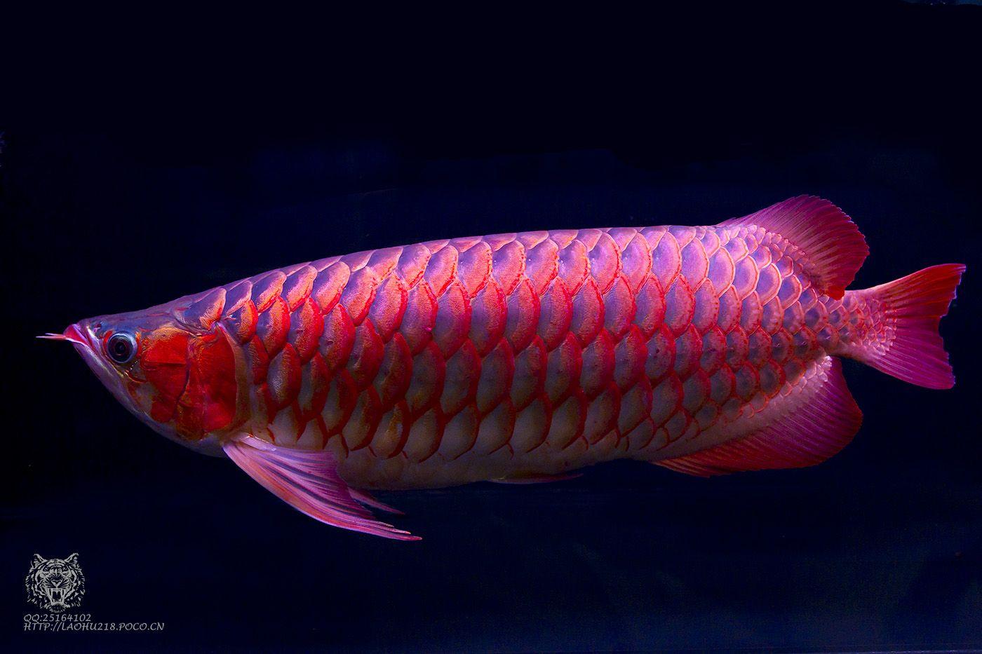 Arowana Wallpapers