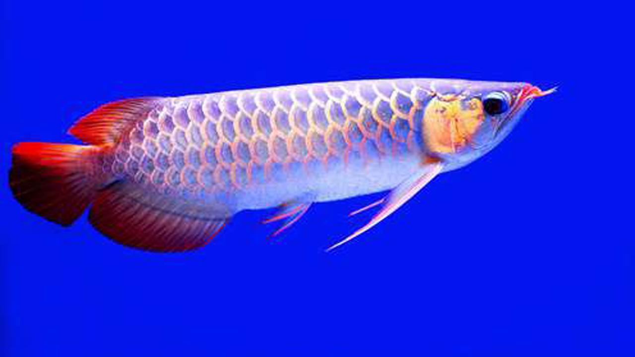 Arowana Wallpapers