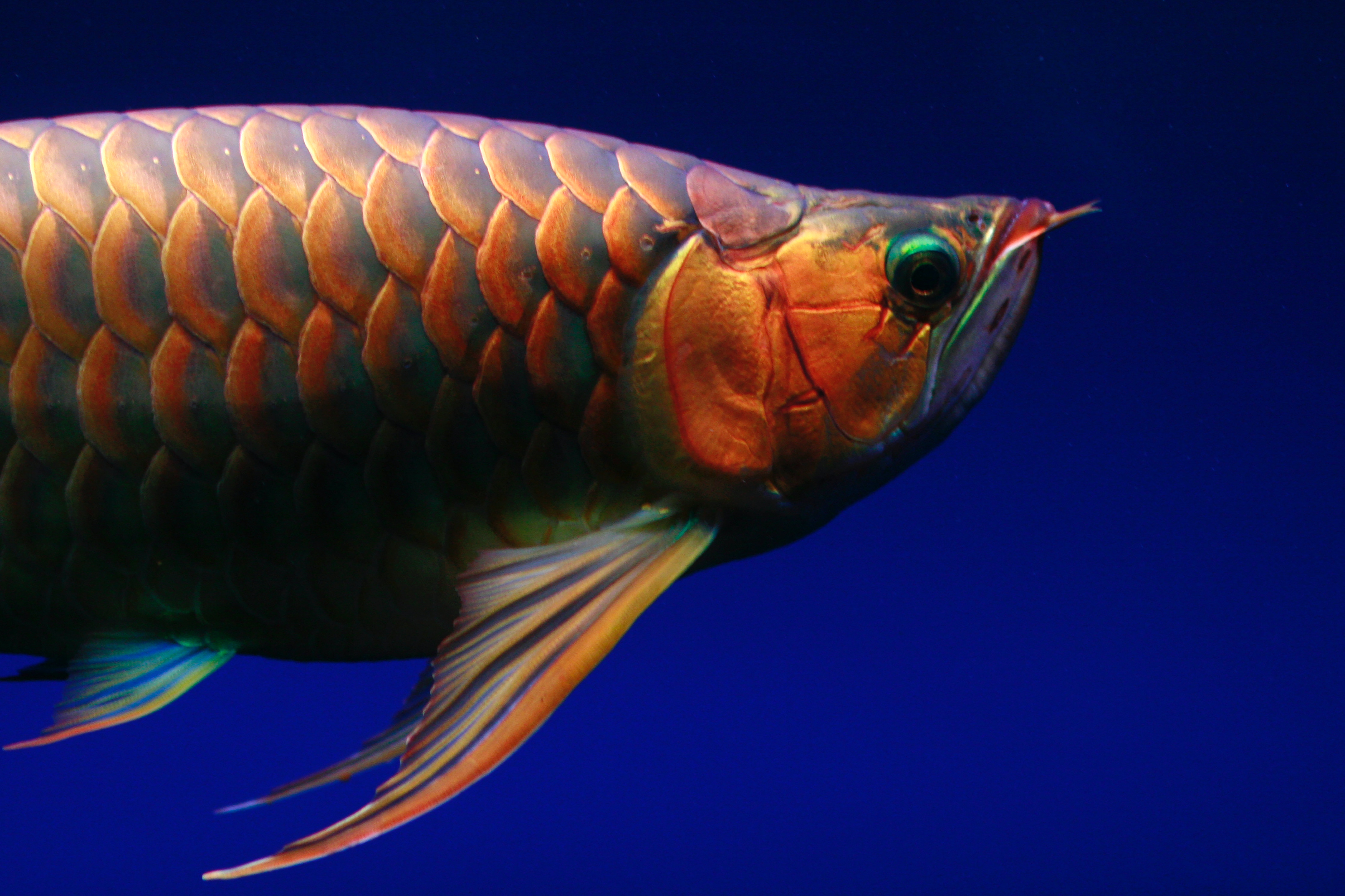 Arowana Wallpapers