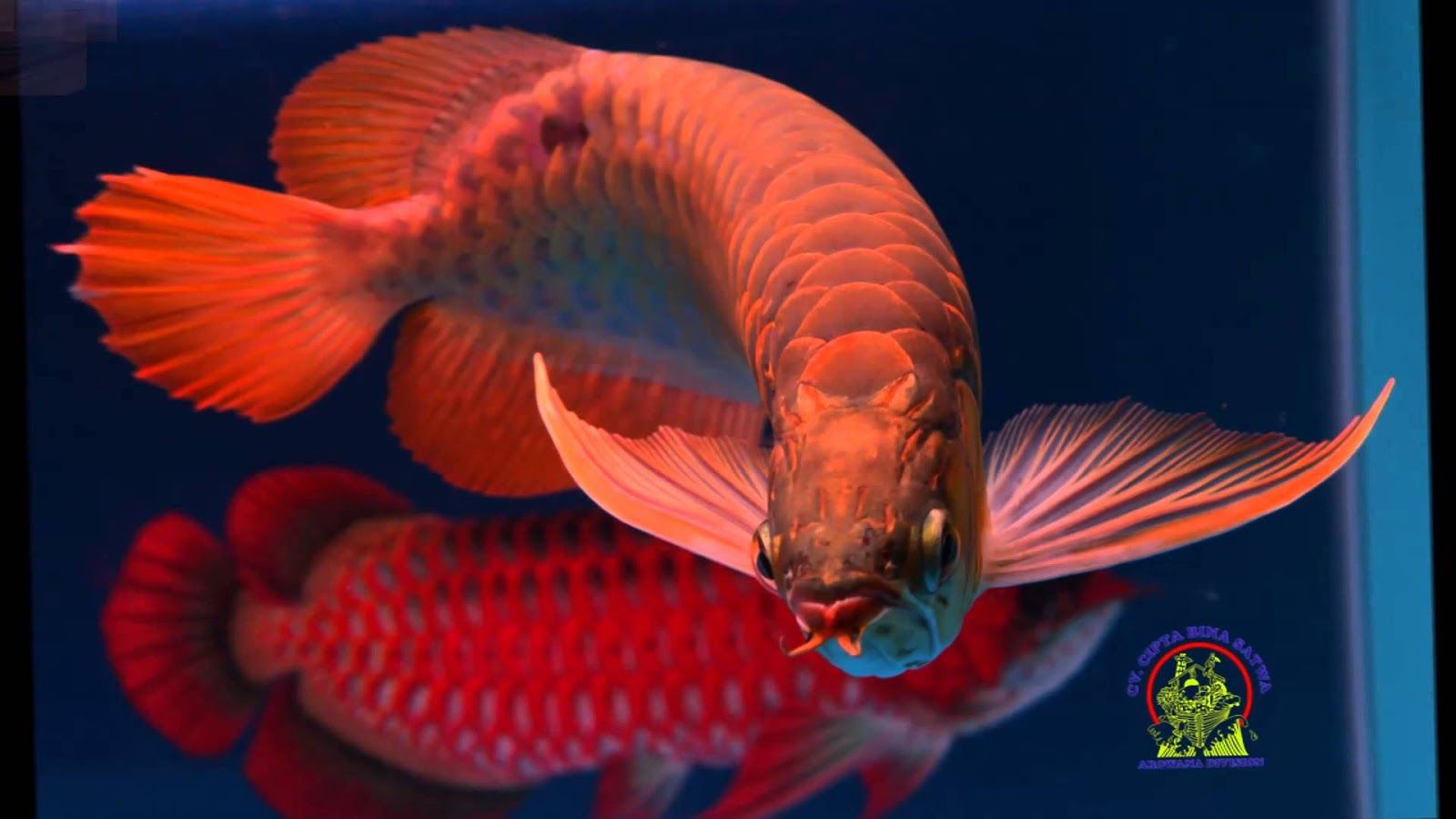 Arowana Wallpapers