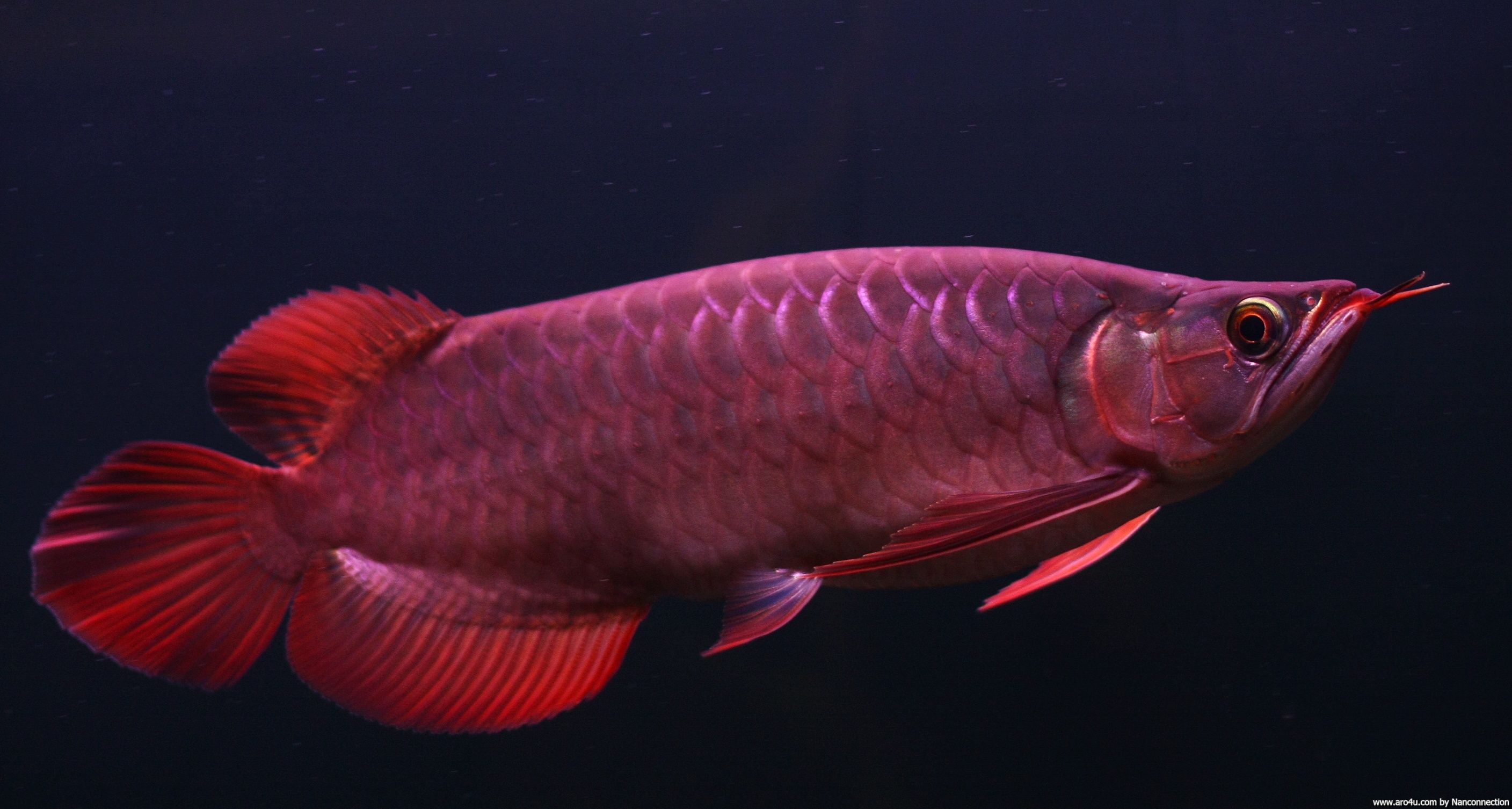 Arowana Wallpapers