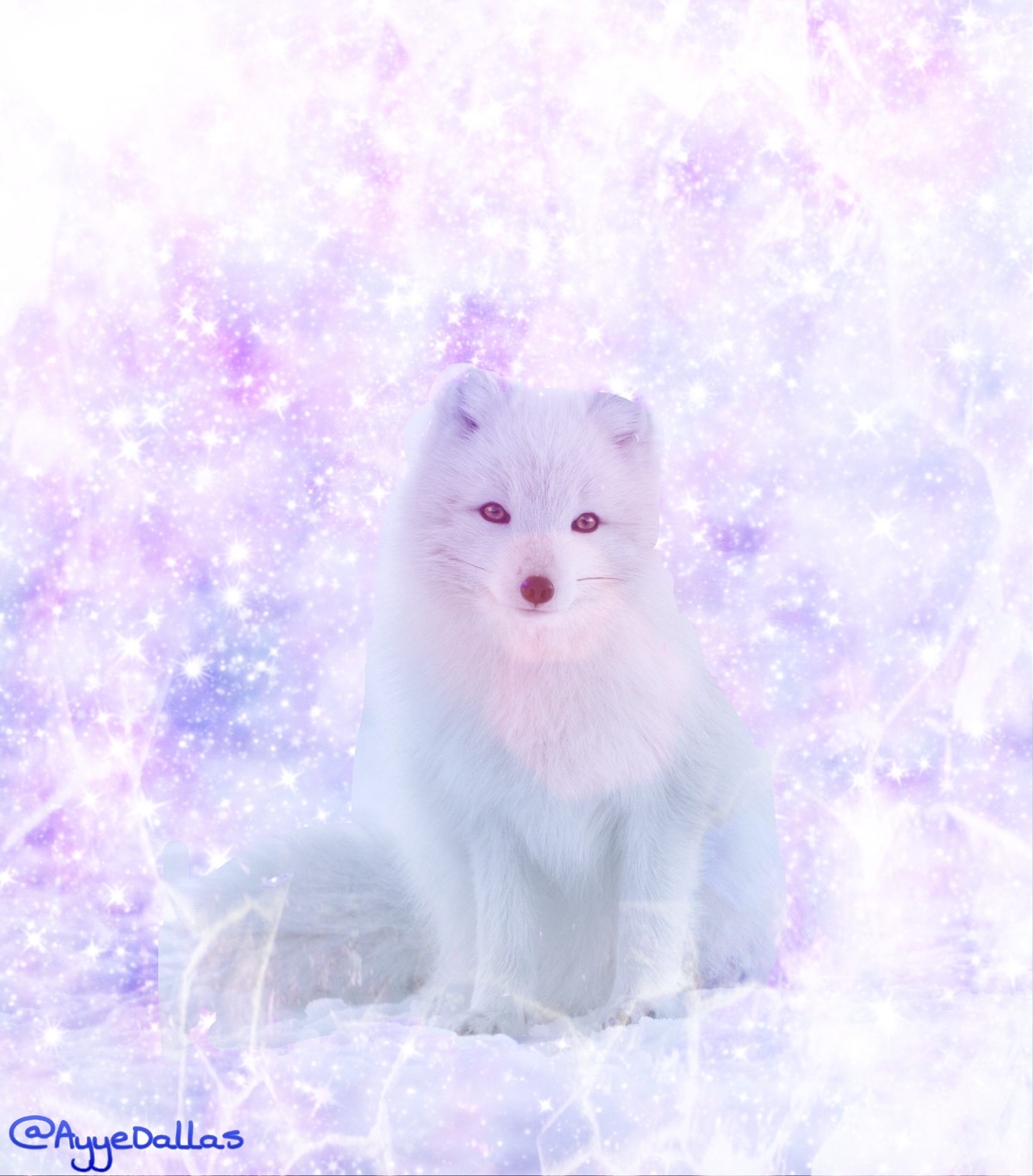 Art Arctic Fox Wallpapers