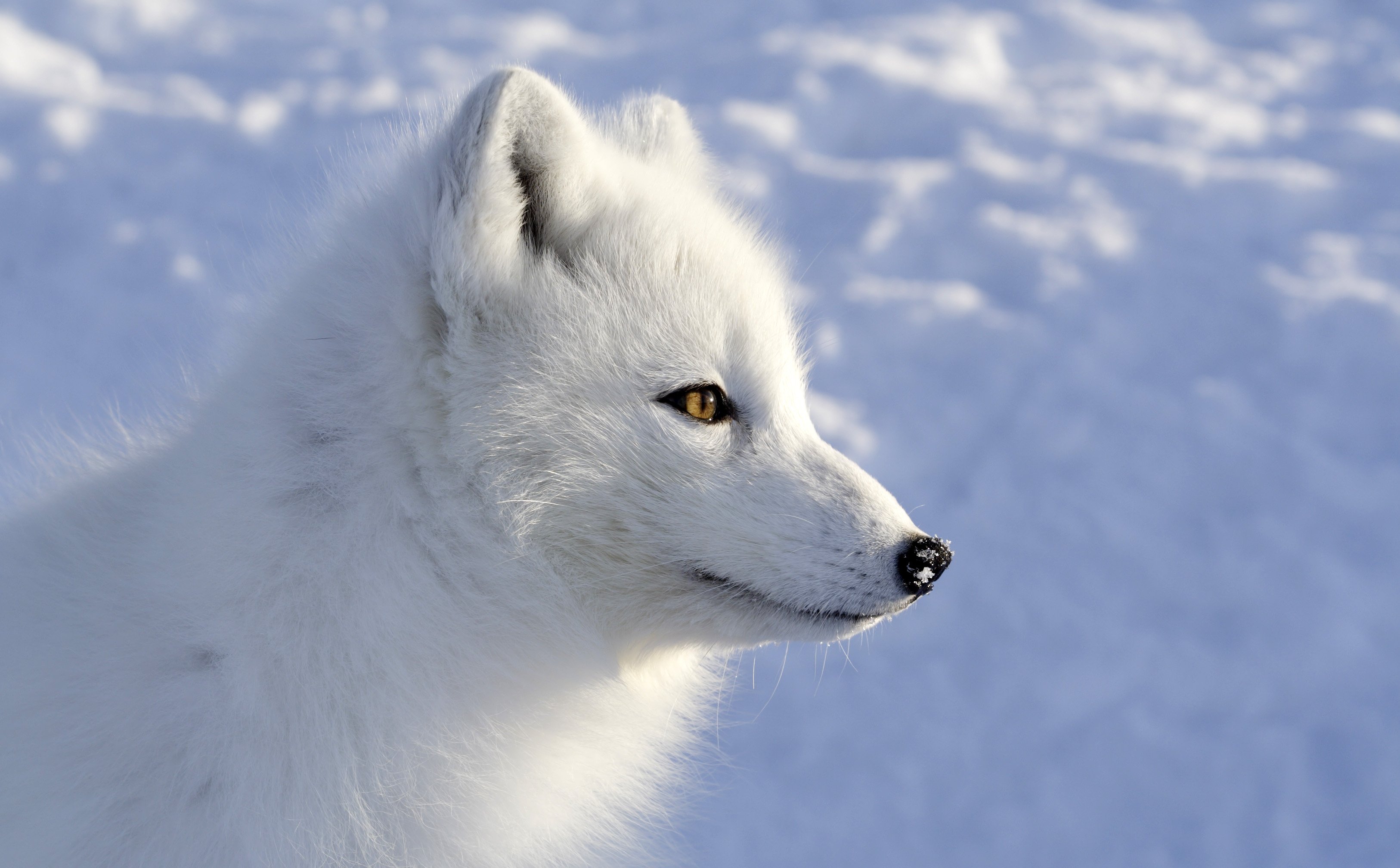 Art Arctic Fox Wallpapers