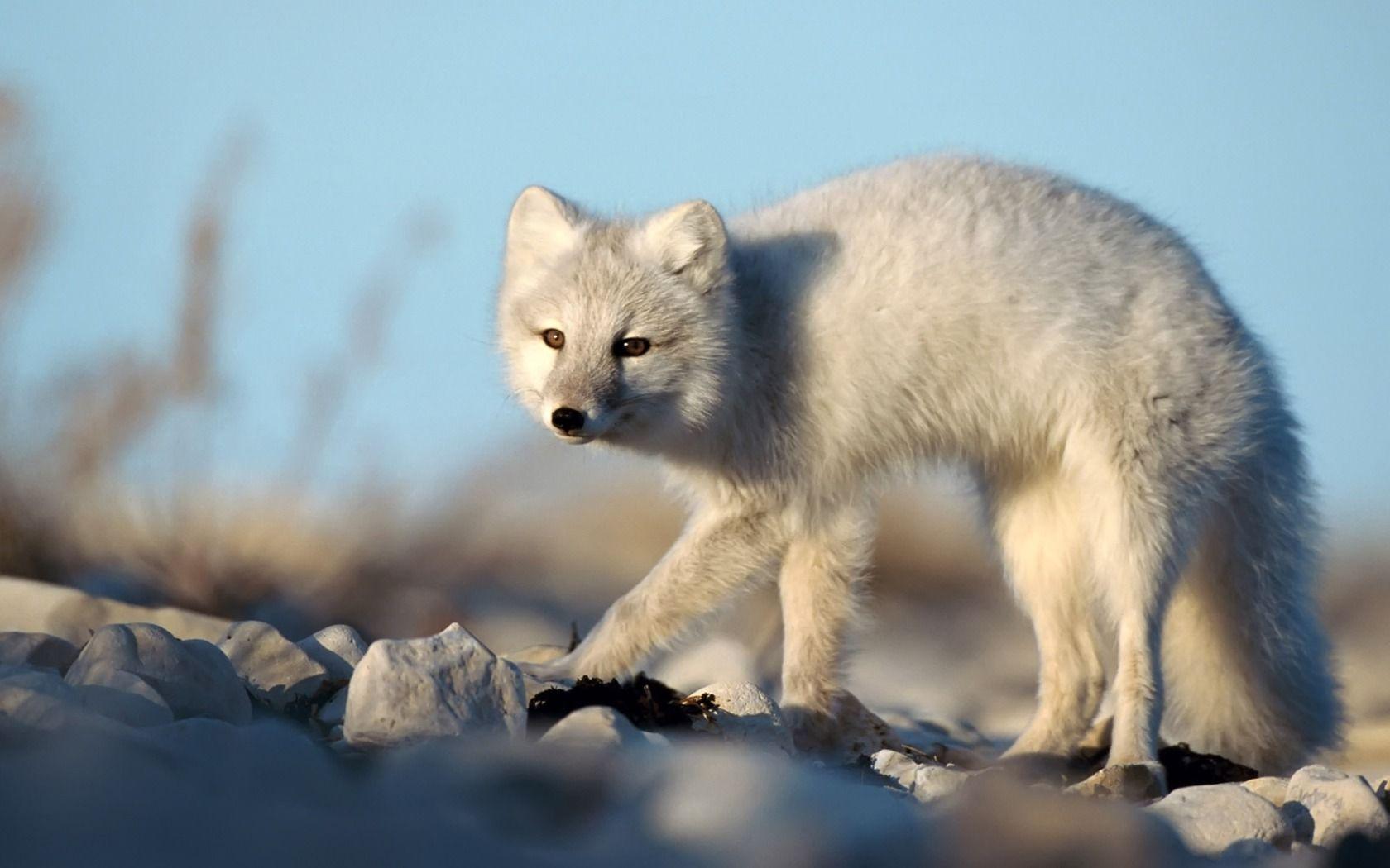 Art Arctic Fox Wallpapers