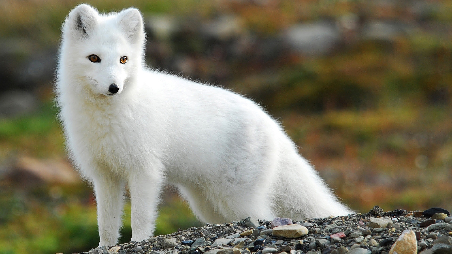 Art Arctic Fox Wallpapers