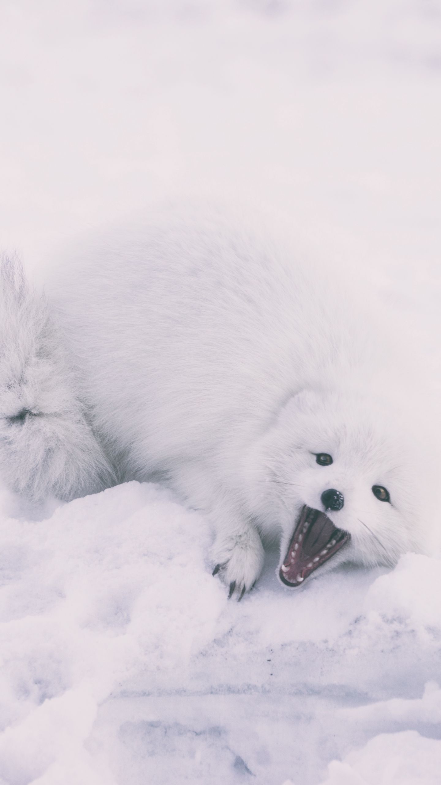 Art Arctic Fox Wallpapers