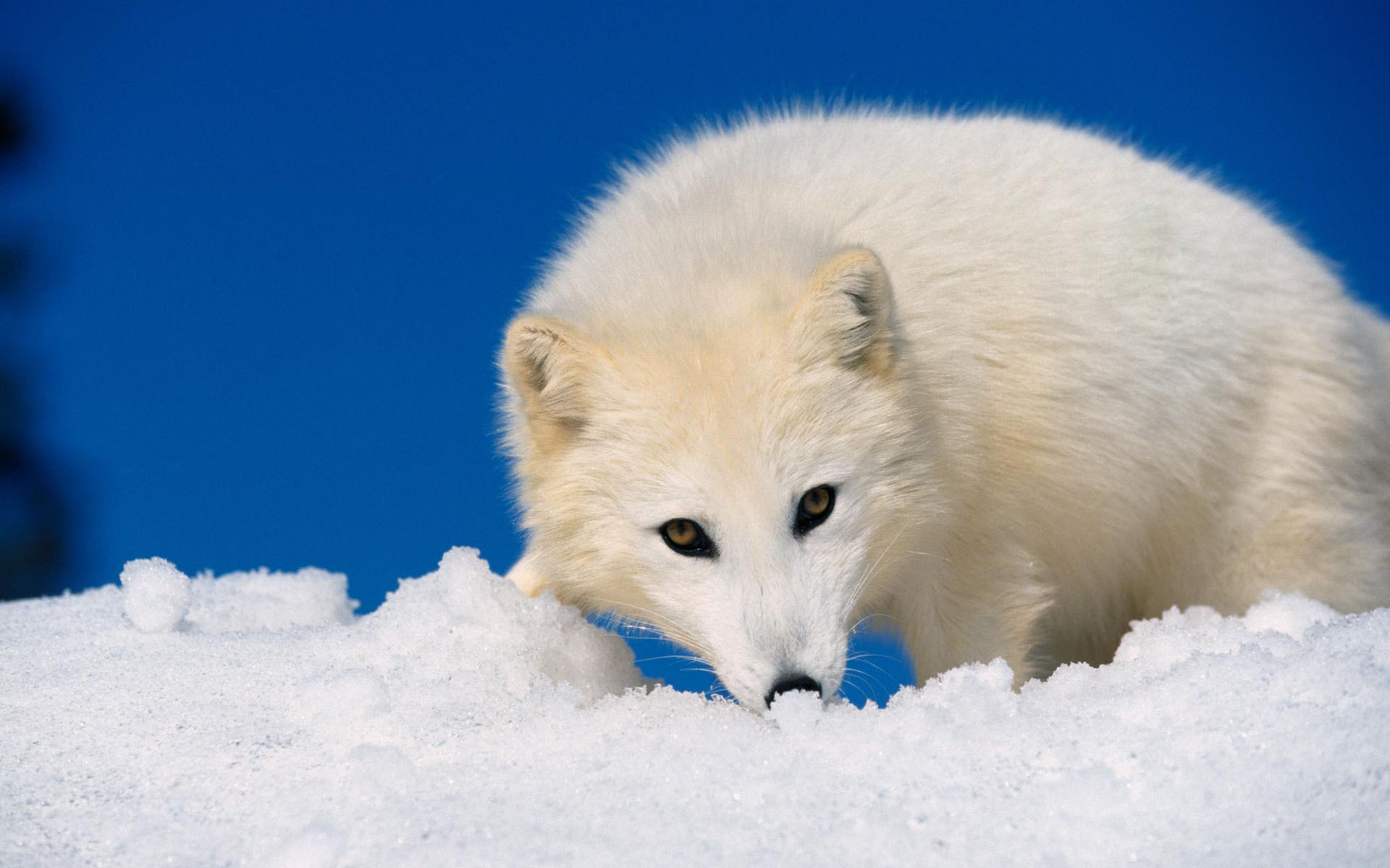 Art Arctic Fox Wallpapers