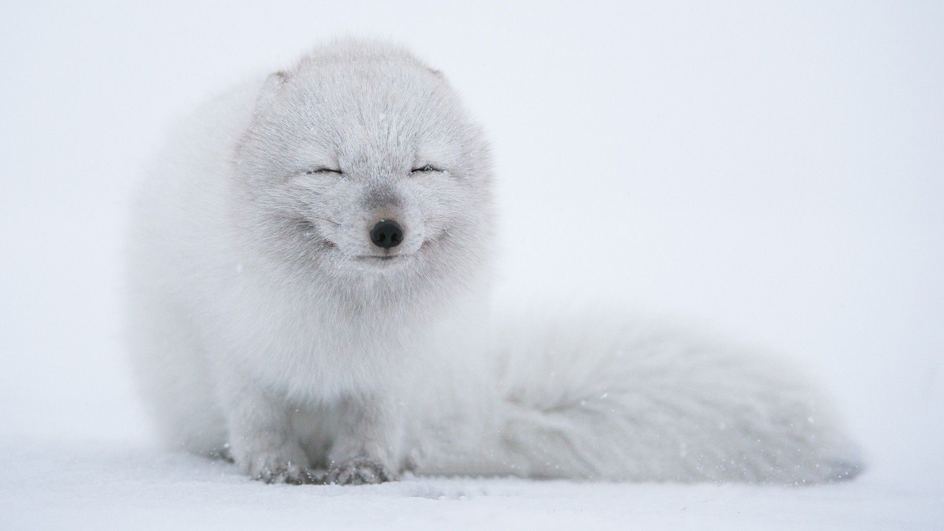 Art Arctic Fox Wallpapers