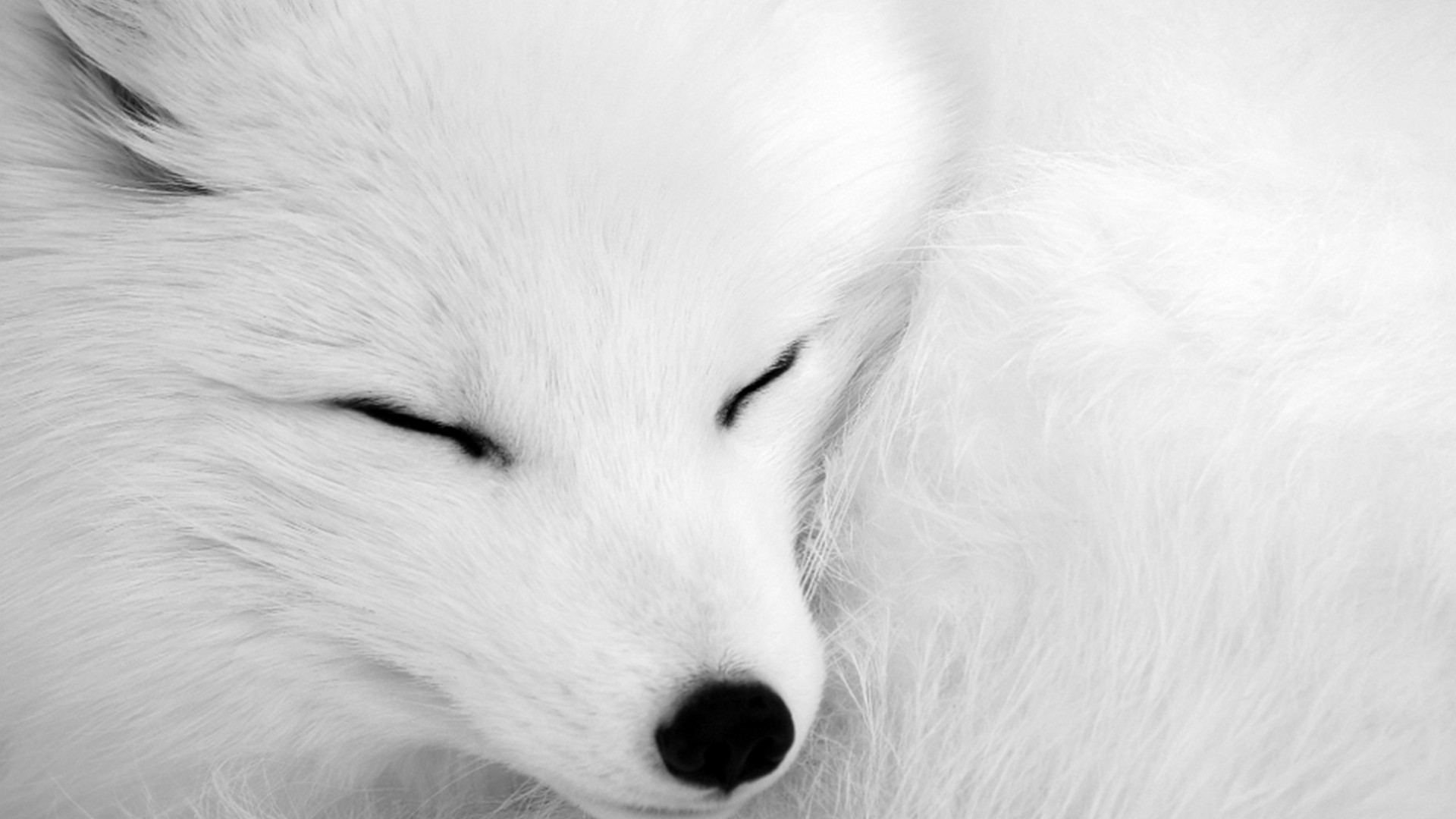 Art Arctic Fox Wallpapers