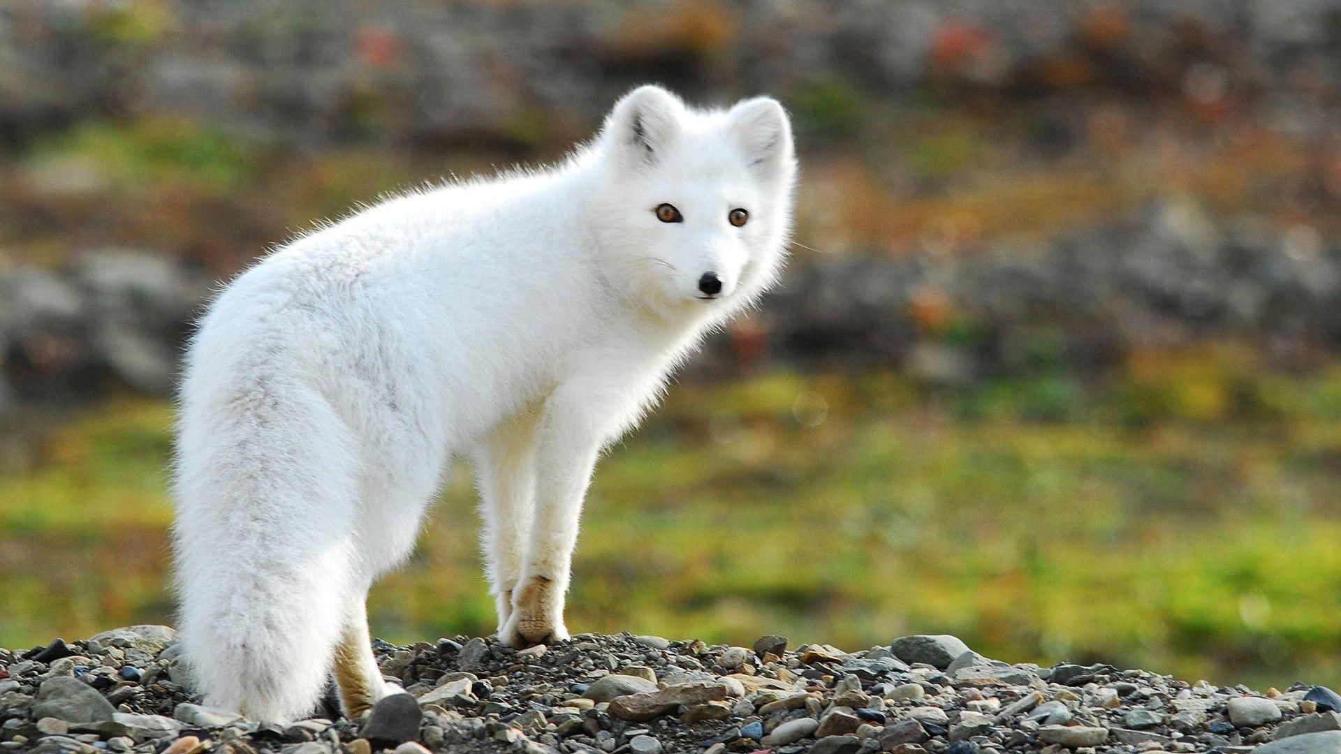 Art Arctic Fox Wallpapers