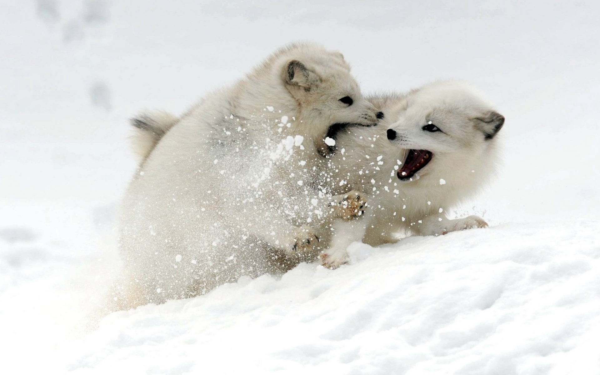 Art Arctic Fox Wallpapers