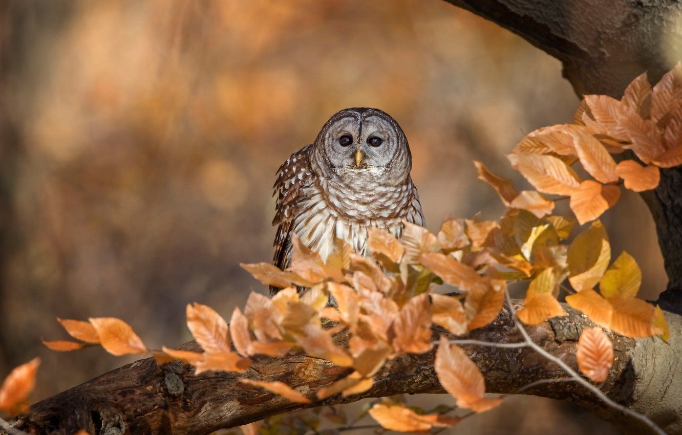 Autumn Owl Wallpapers