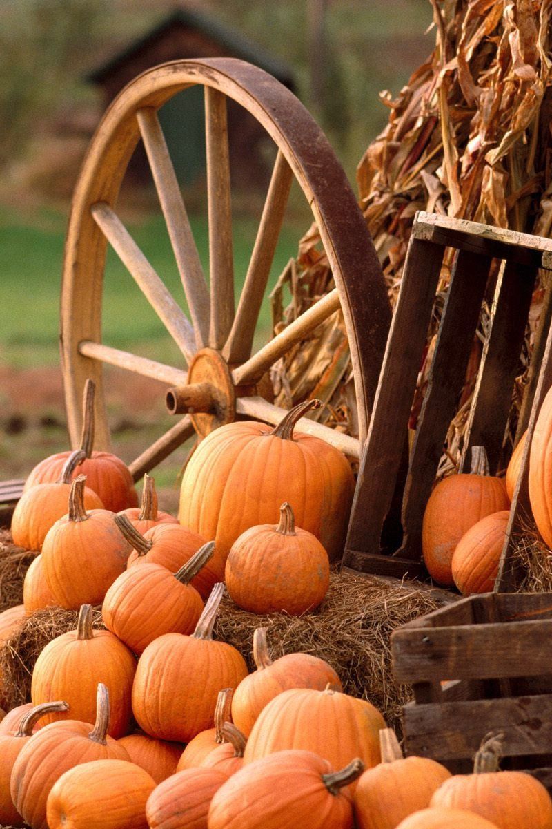 Autumn Pictures With Pumpkins For Desktop Wallpapers