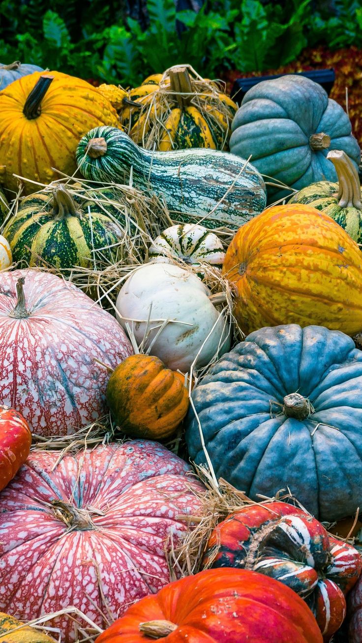 Autumn Pictures With Pumpkins For Desktop Wallpapers