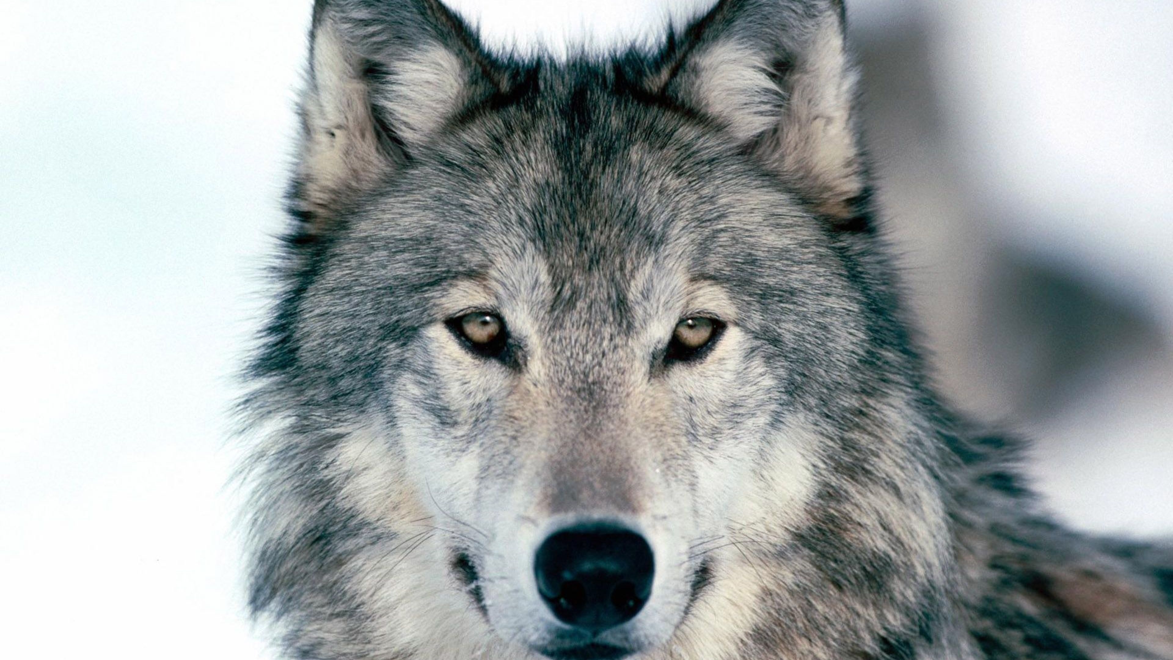 Awesome Pics Of Wolves Wallpapers