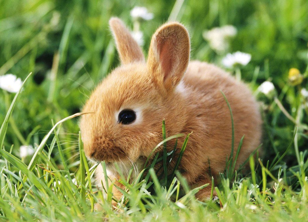 Baby Bunnies Wallpapers