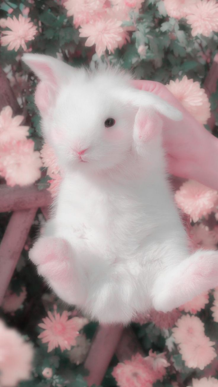 Baby Bunnies Wallpapers