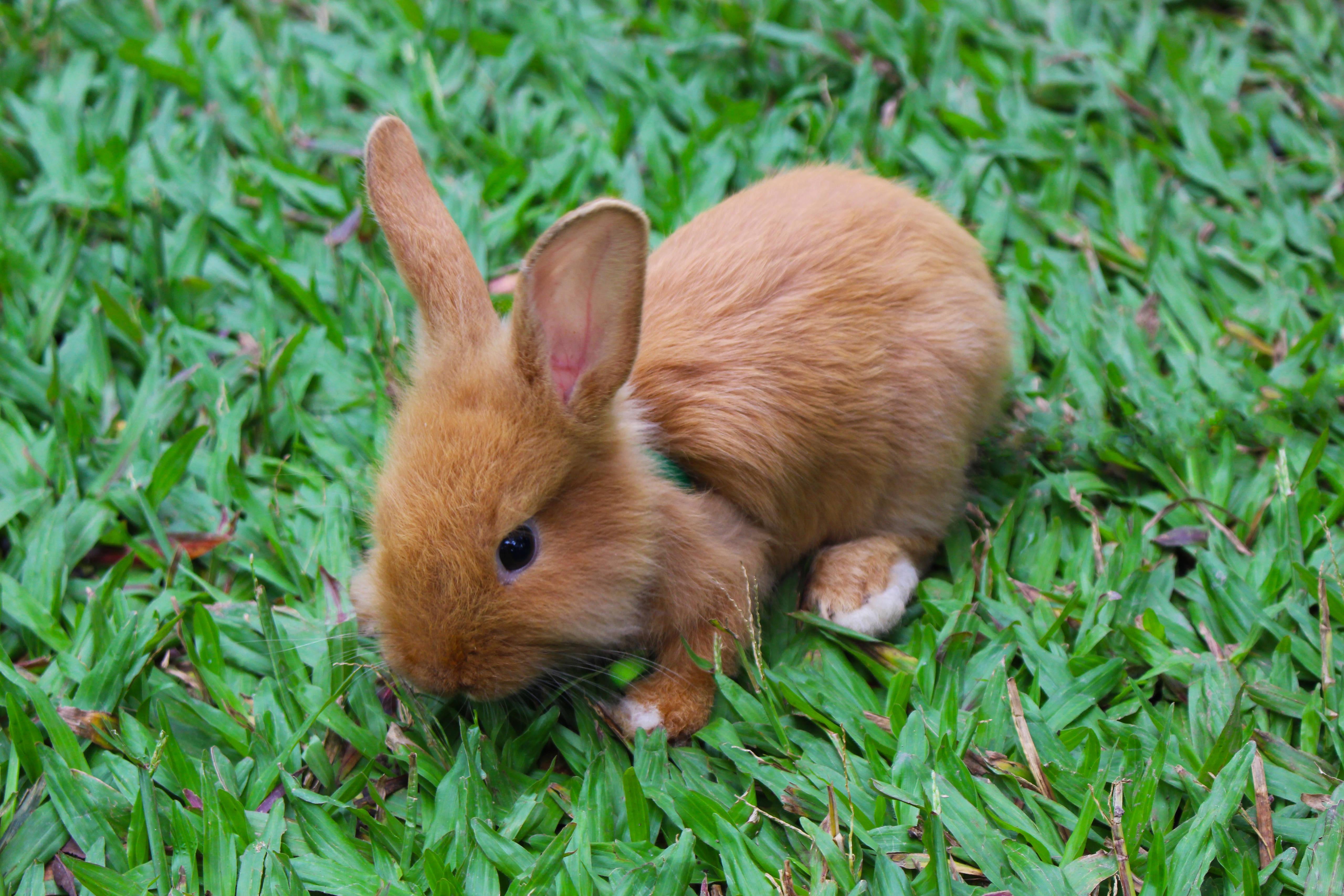 Baby Bunnies Wallpapers