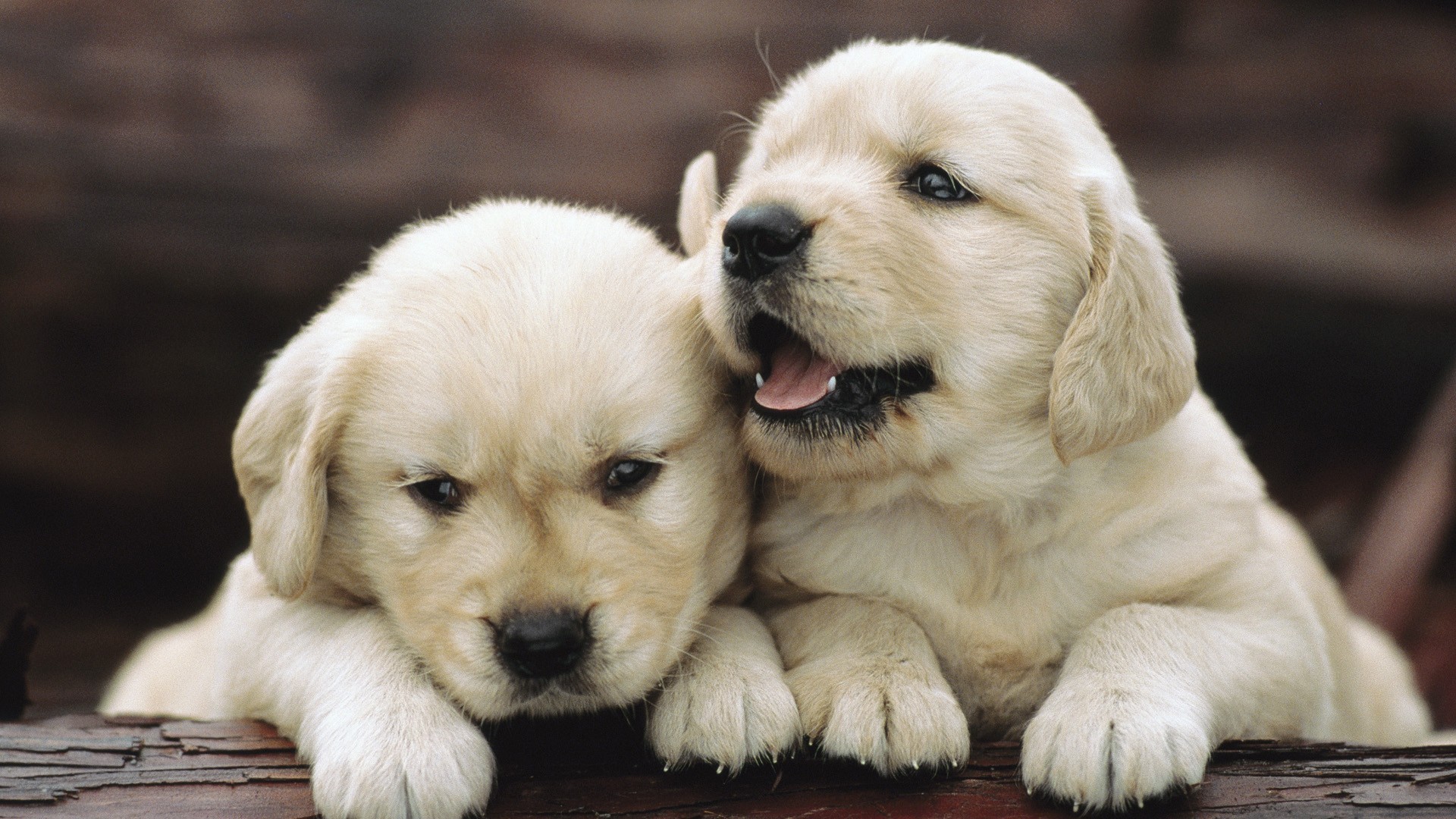 Baby Dogs Wallpapers