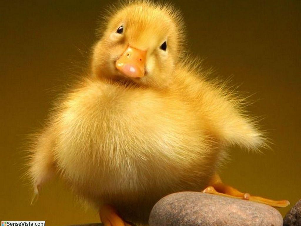 Baby Duck Wallpapers