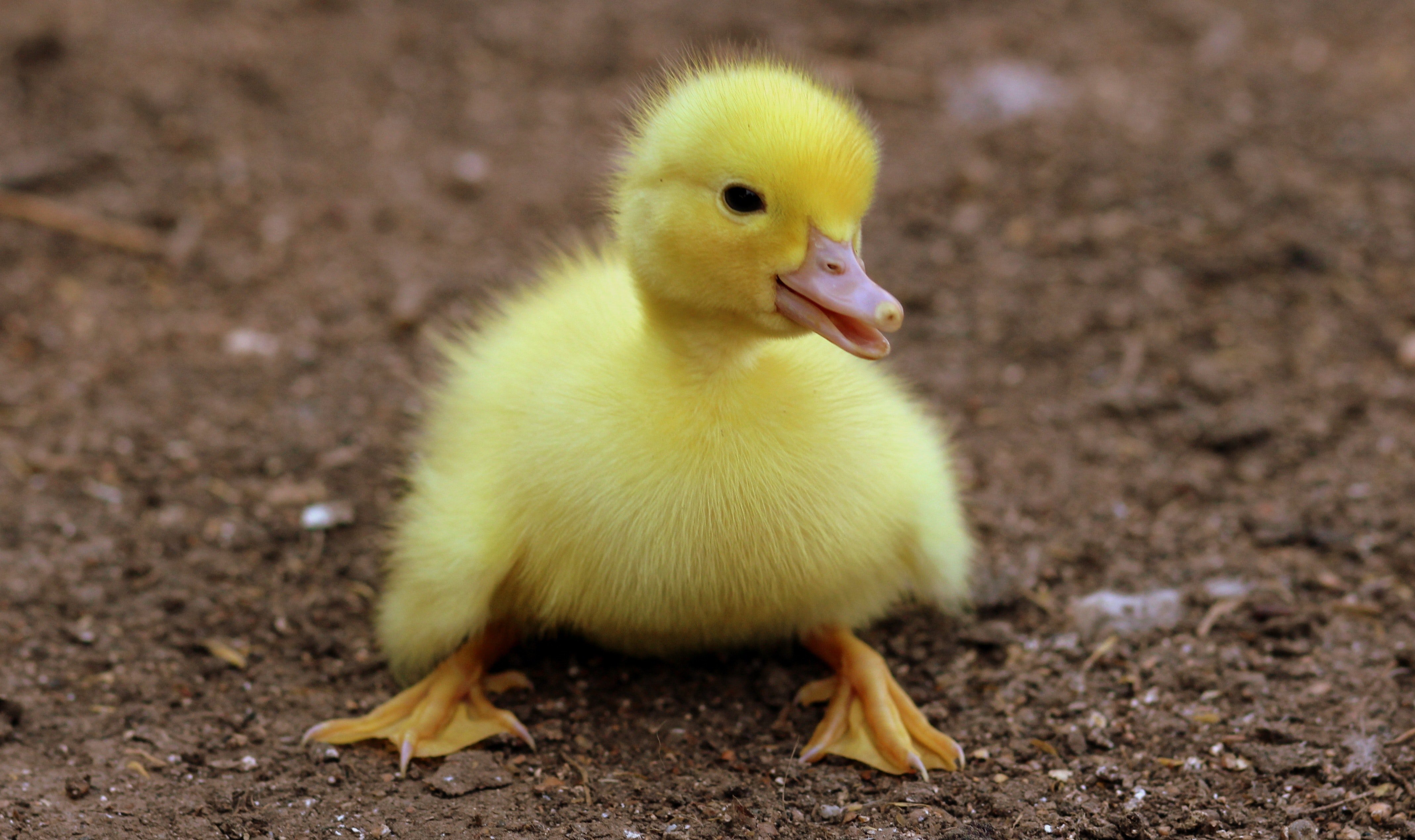 Baby Duck Wallpapers